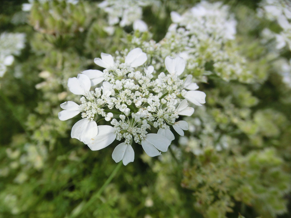 A Beautiful Day in June 2015 at Hokuso Flower Hill Park, Chiba Prefecture