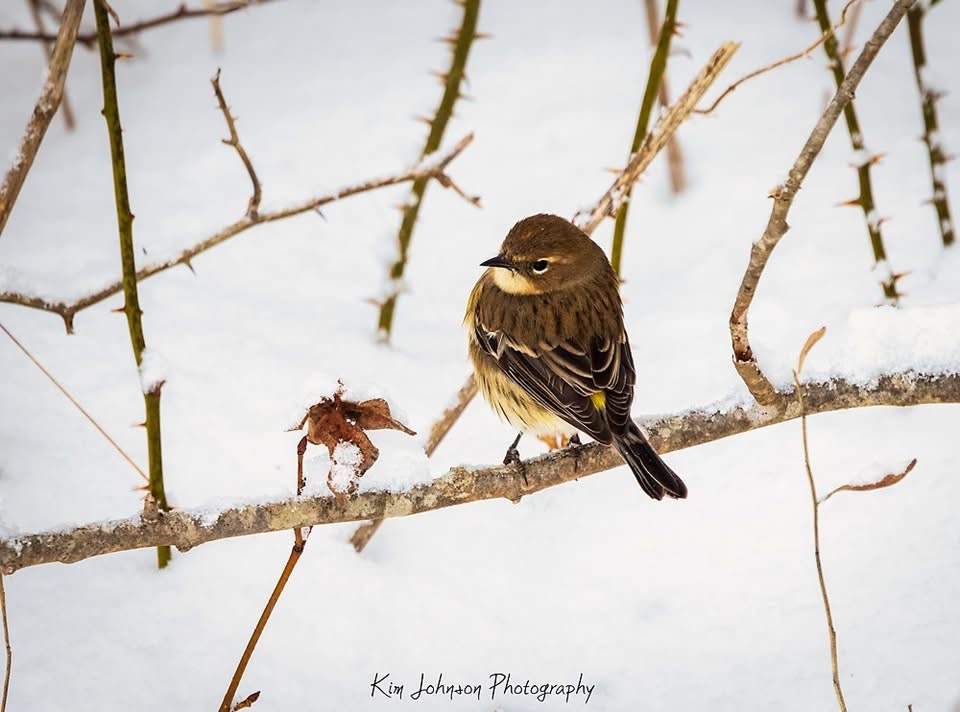A Feathered Friend