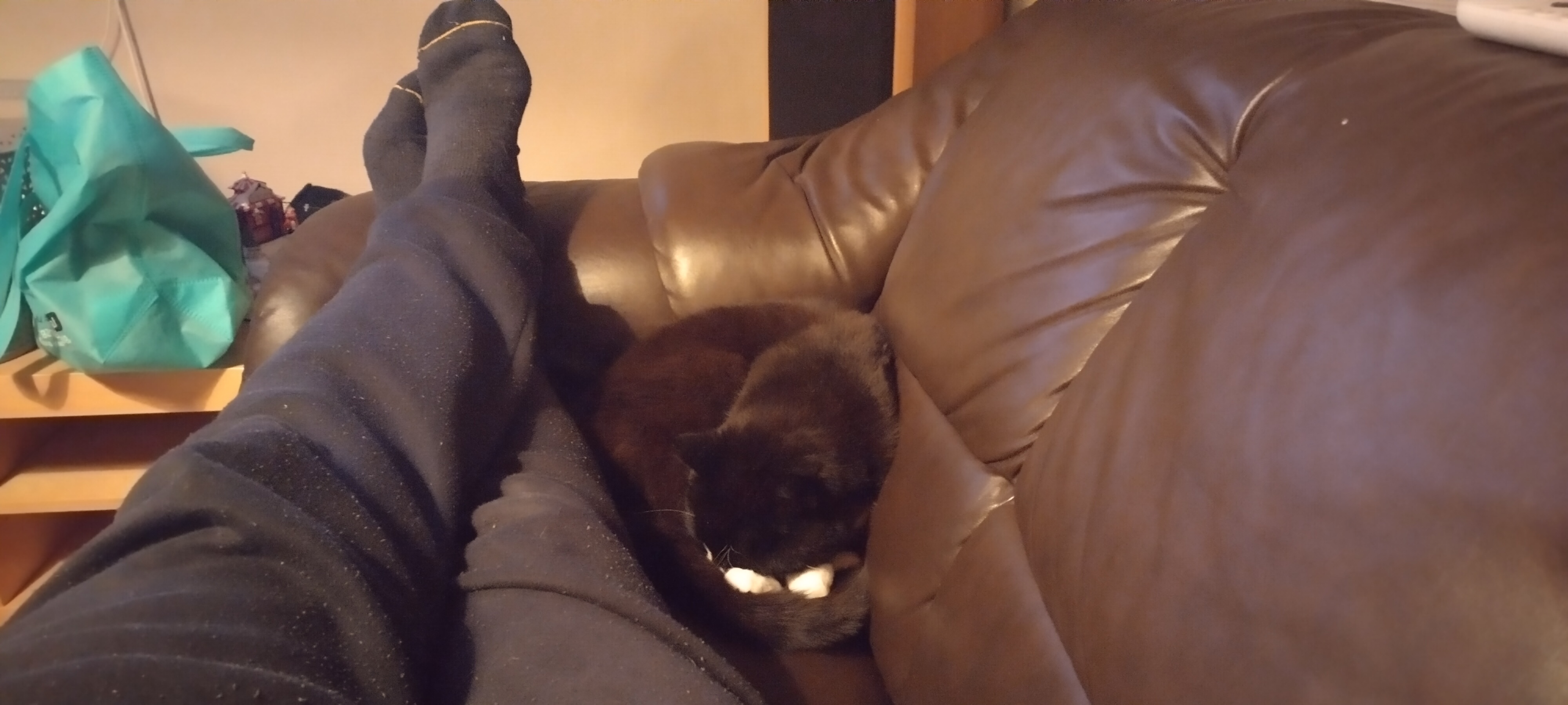 Caturday Cuddles: The Perfect Snuggle Session
