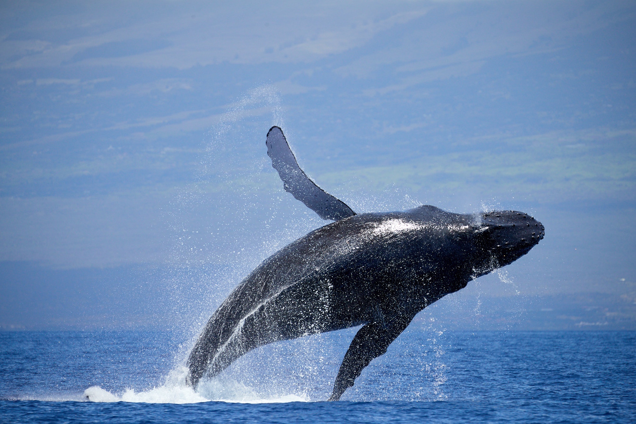 Humpback Whale Sighting in Southside Maui