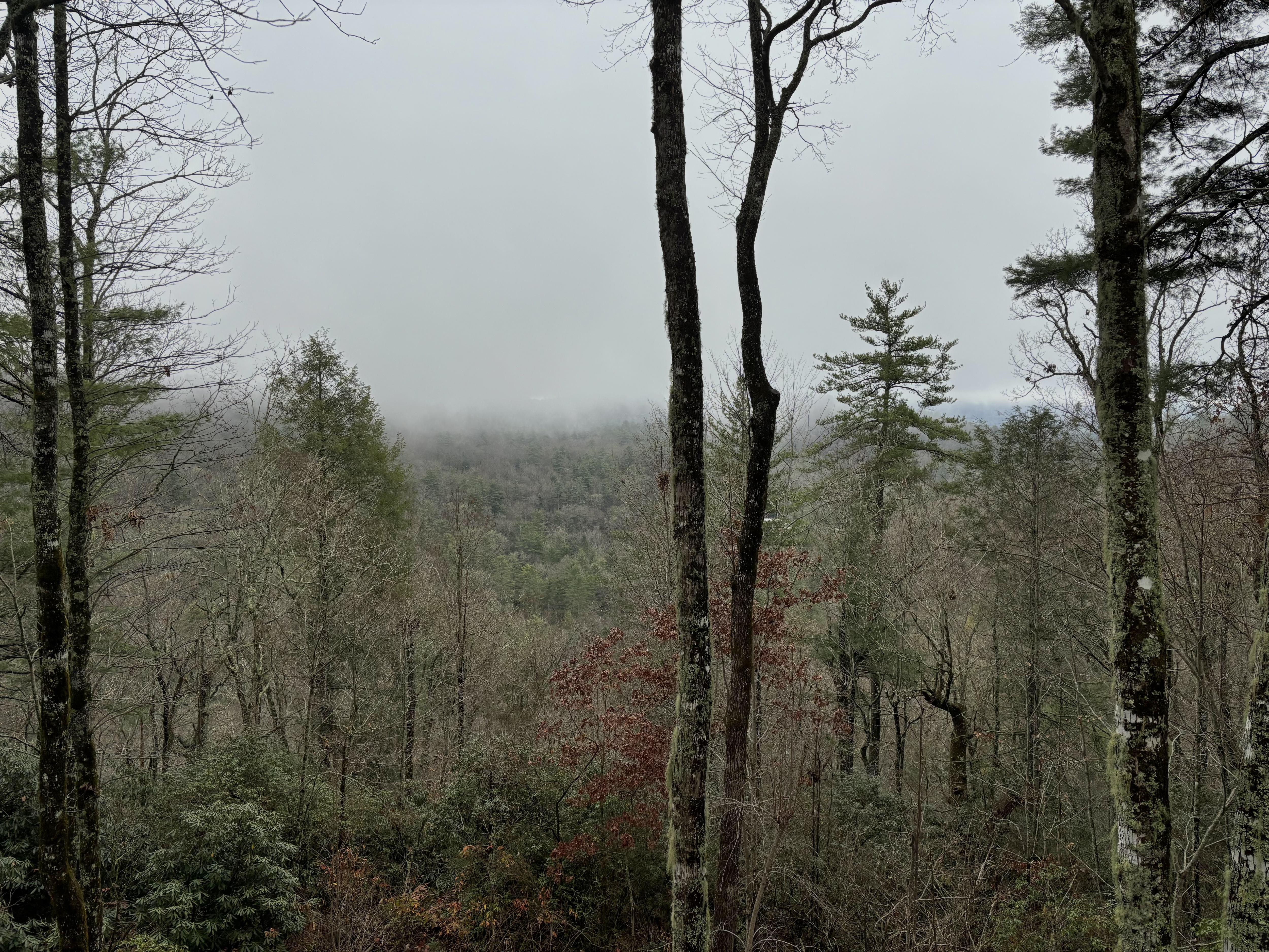 North Carolina: The November 2024 Vibe
