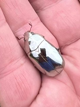 The Majestic Scarab Beetle: Nature's Little Marvel