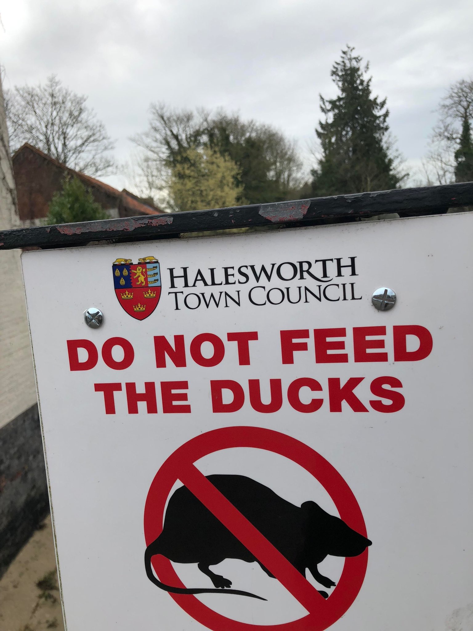 Now that's one uniquely peculiar duck!