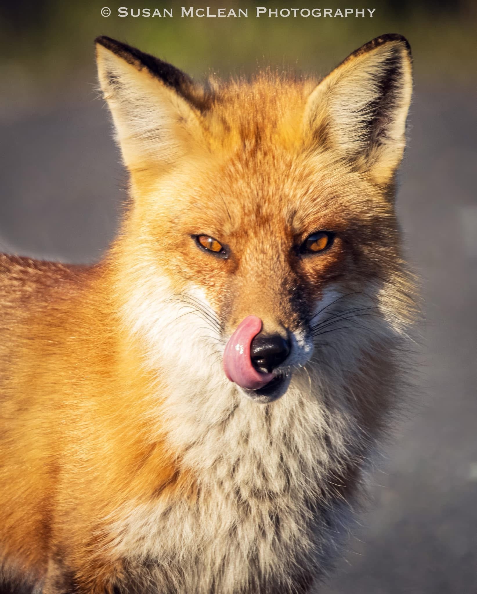 Sly and Cunning: The Fascinating World of Foxes