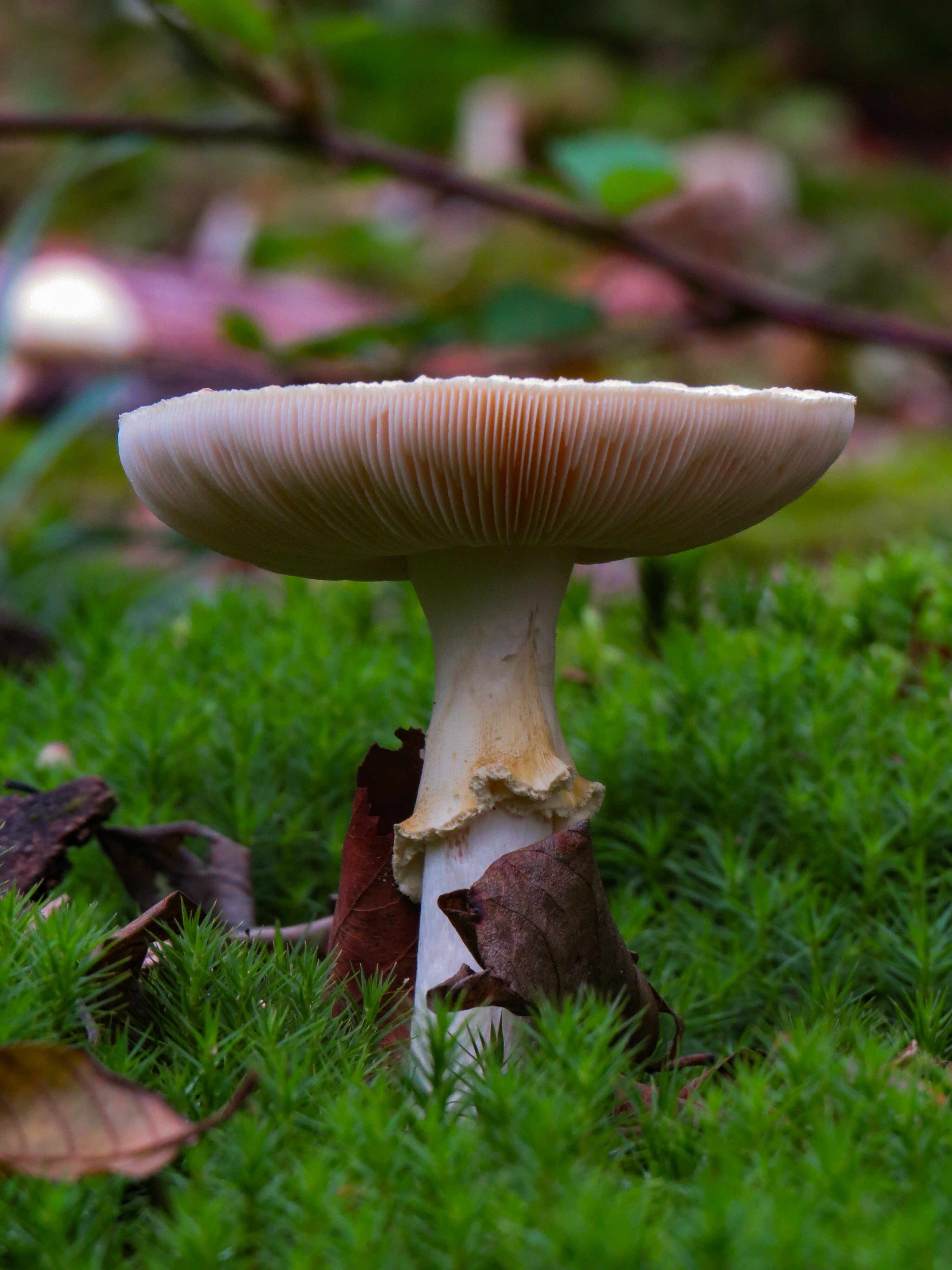 A Trip into the World of Shrooms