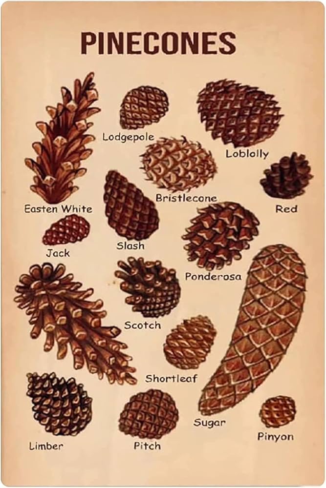 Get to Know Your Pinecones: A Fun Guide!