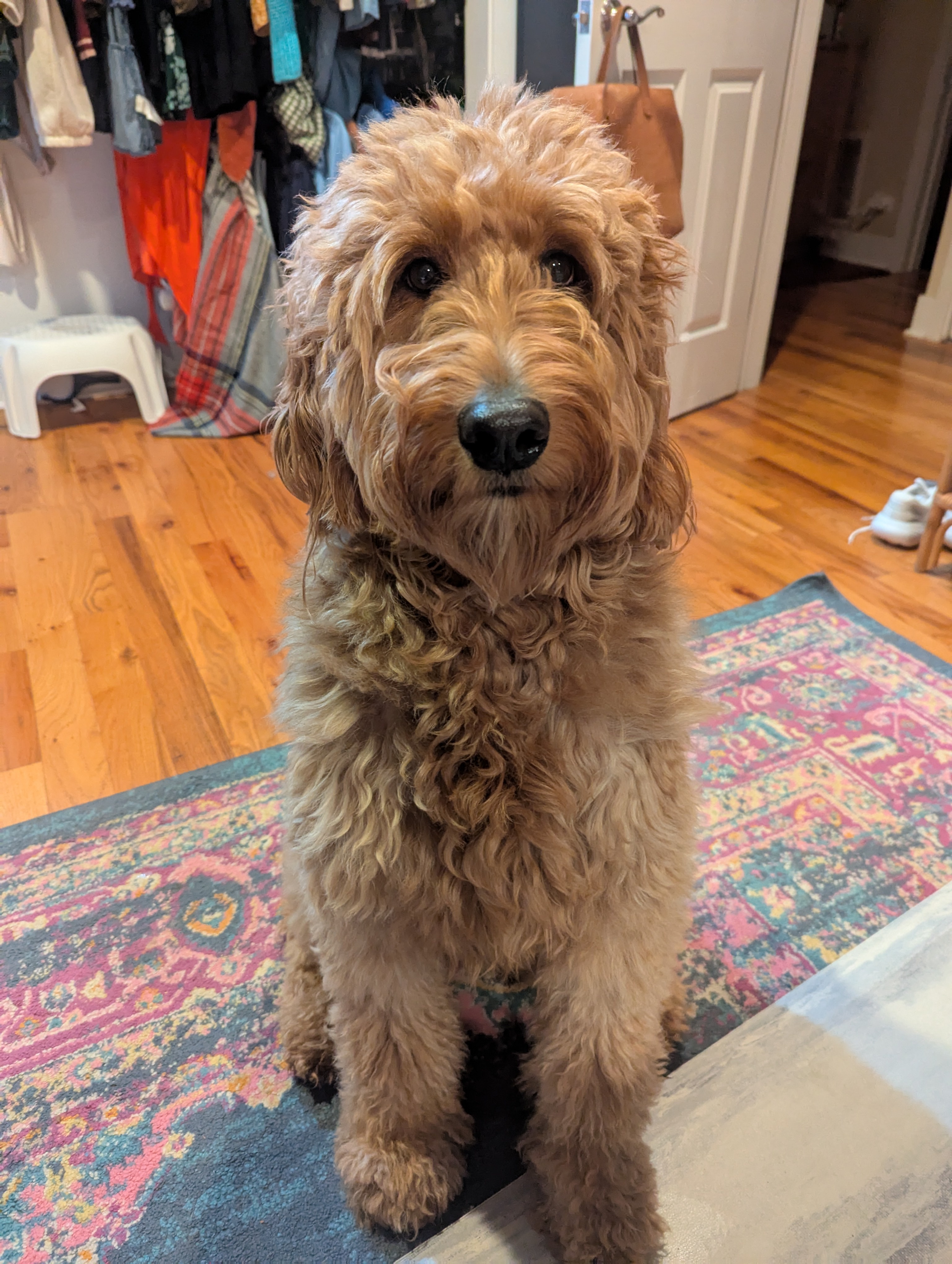 Meet Sadie, the star of the show!