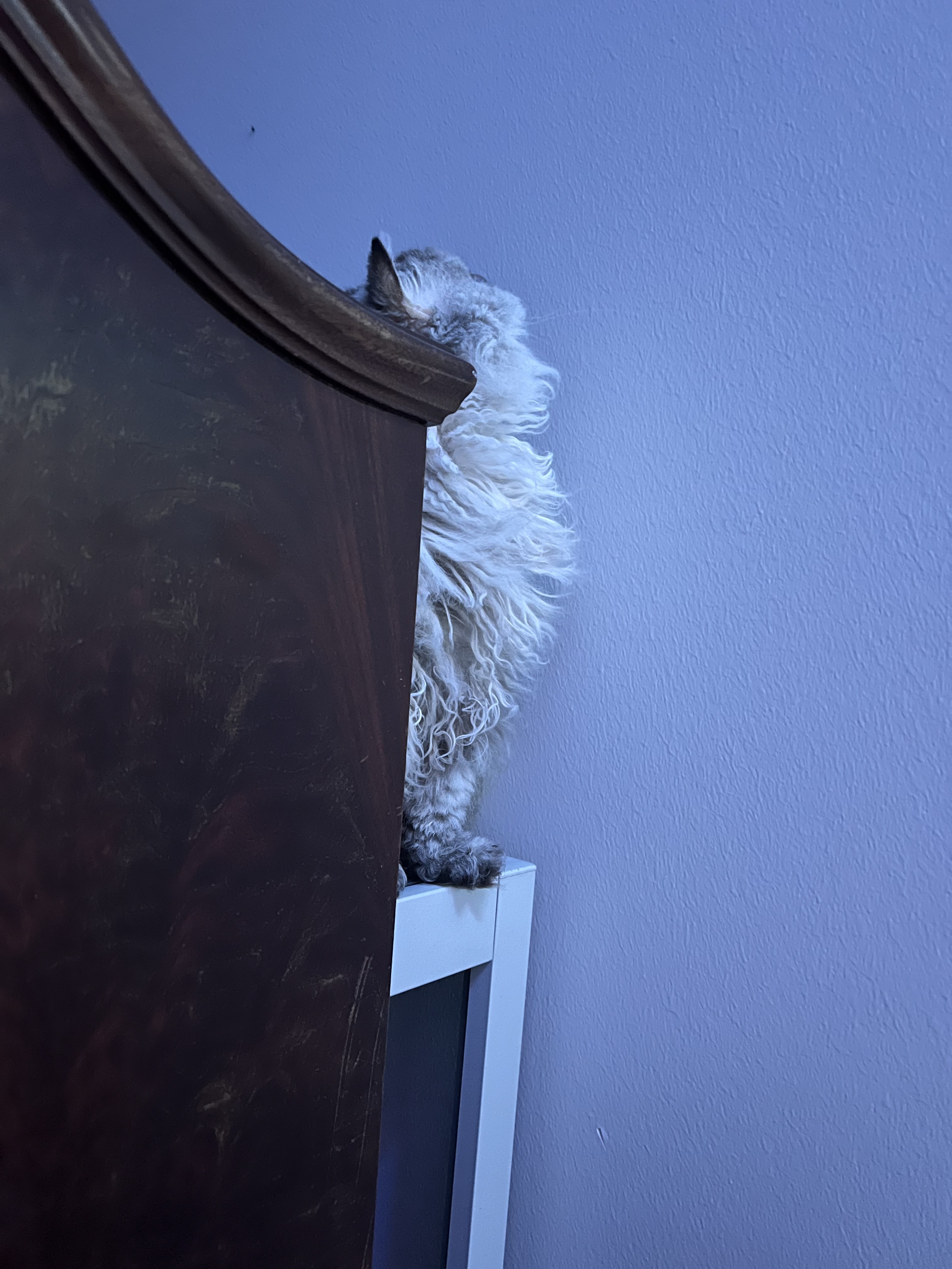 I'm Just Here to Observe