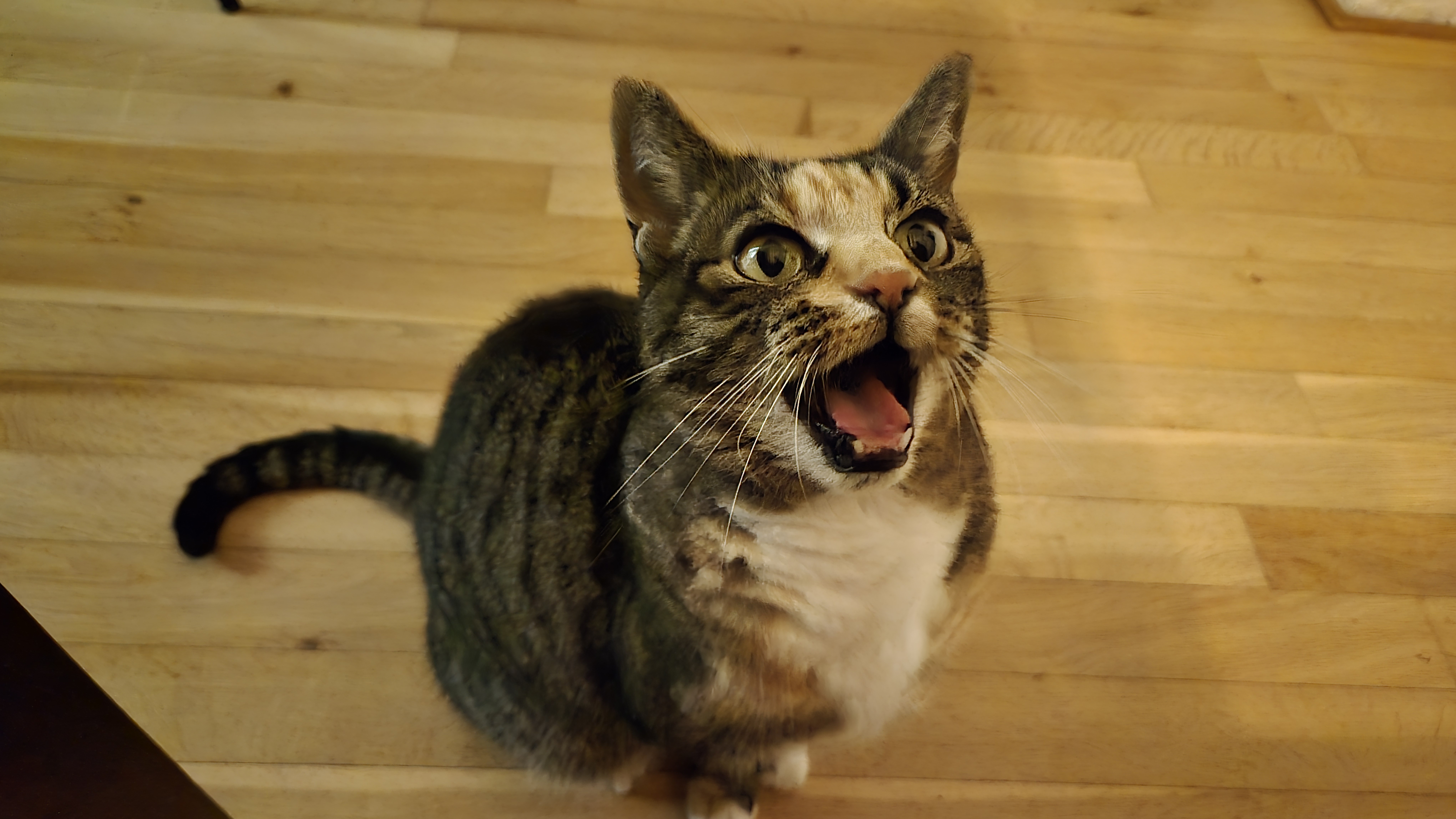 New phone, new camera adventures await!