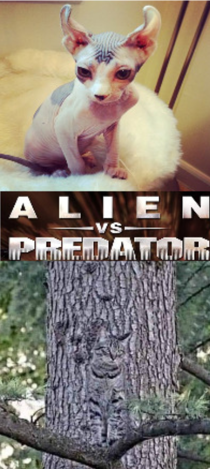 Epic Showdown: Alien vs Predator