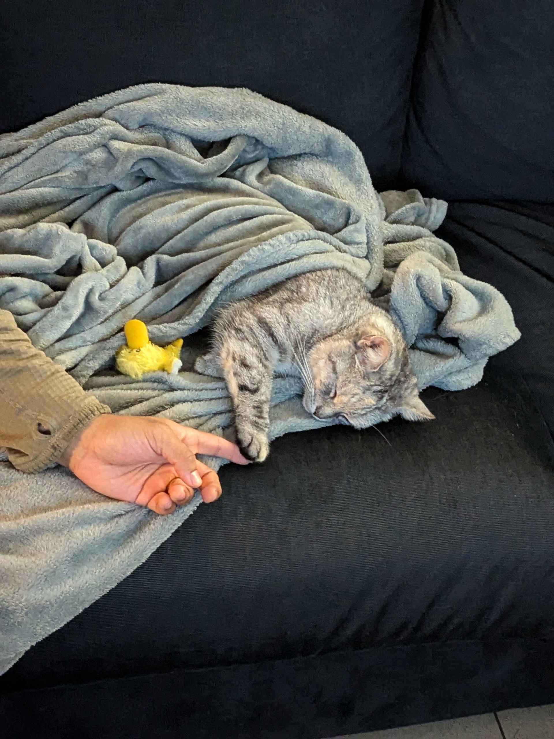 Celebrating My 12th Cake Day with My Adorable Cat, Missy!