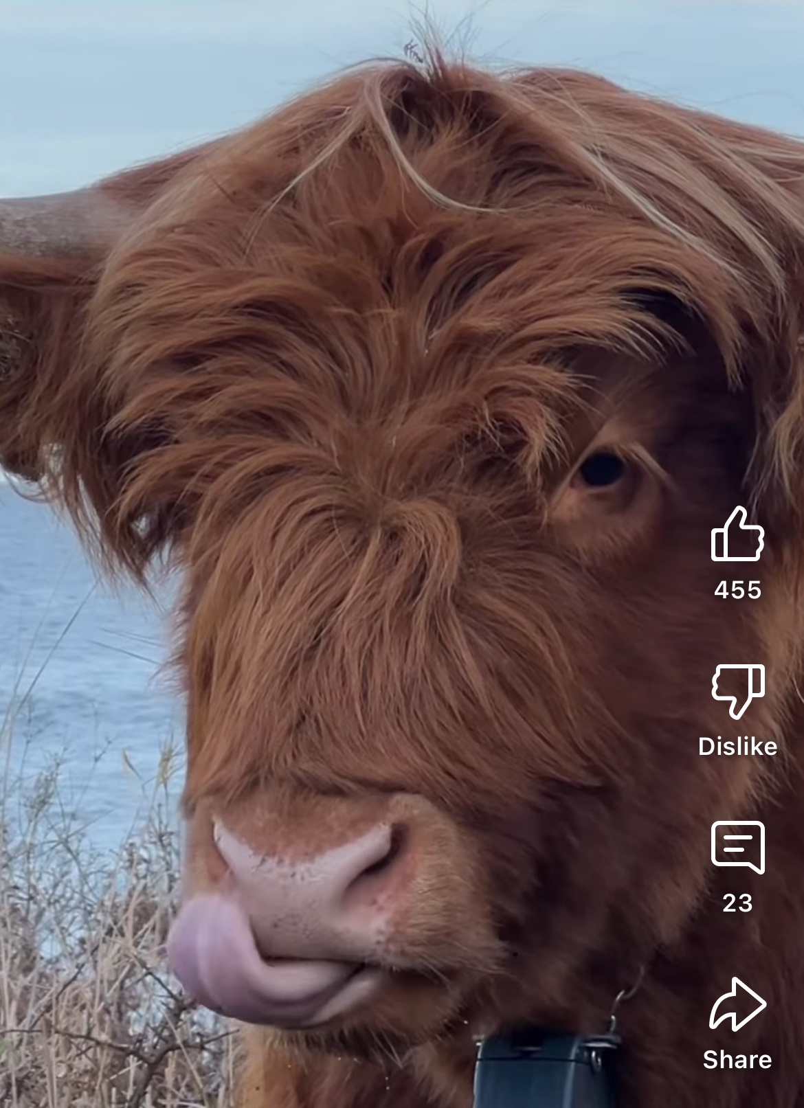 A Highland Cow's Unique Way of Nose Picking