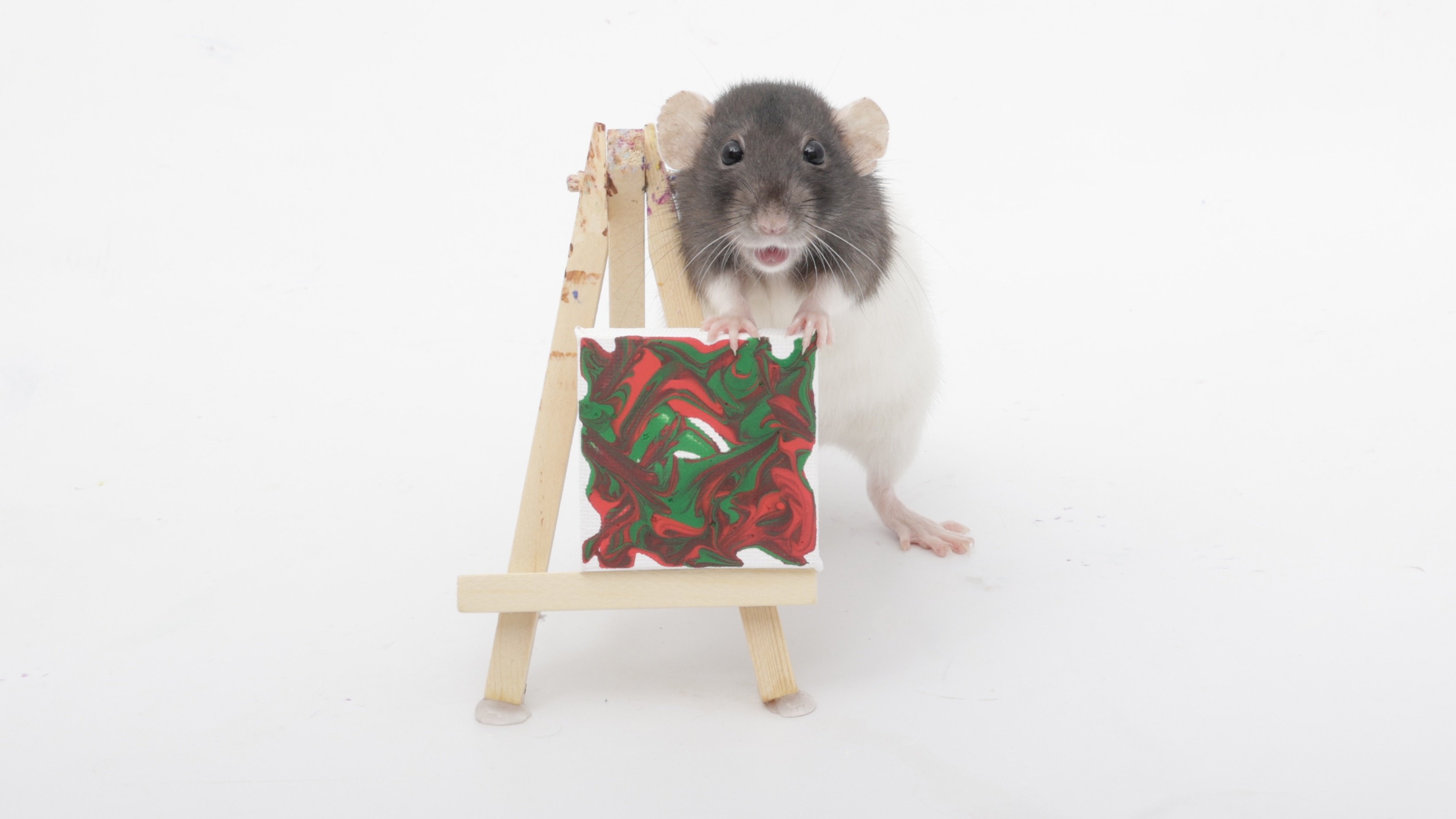 This week's adorable tiny paw paintings by my sweet pet rats!