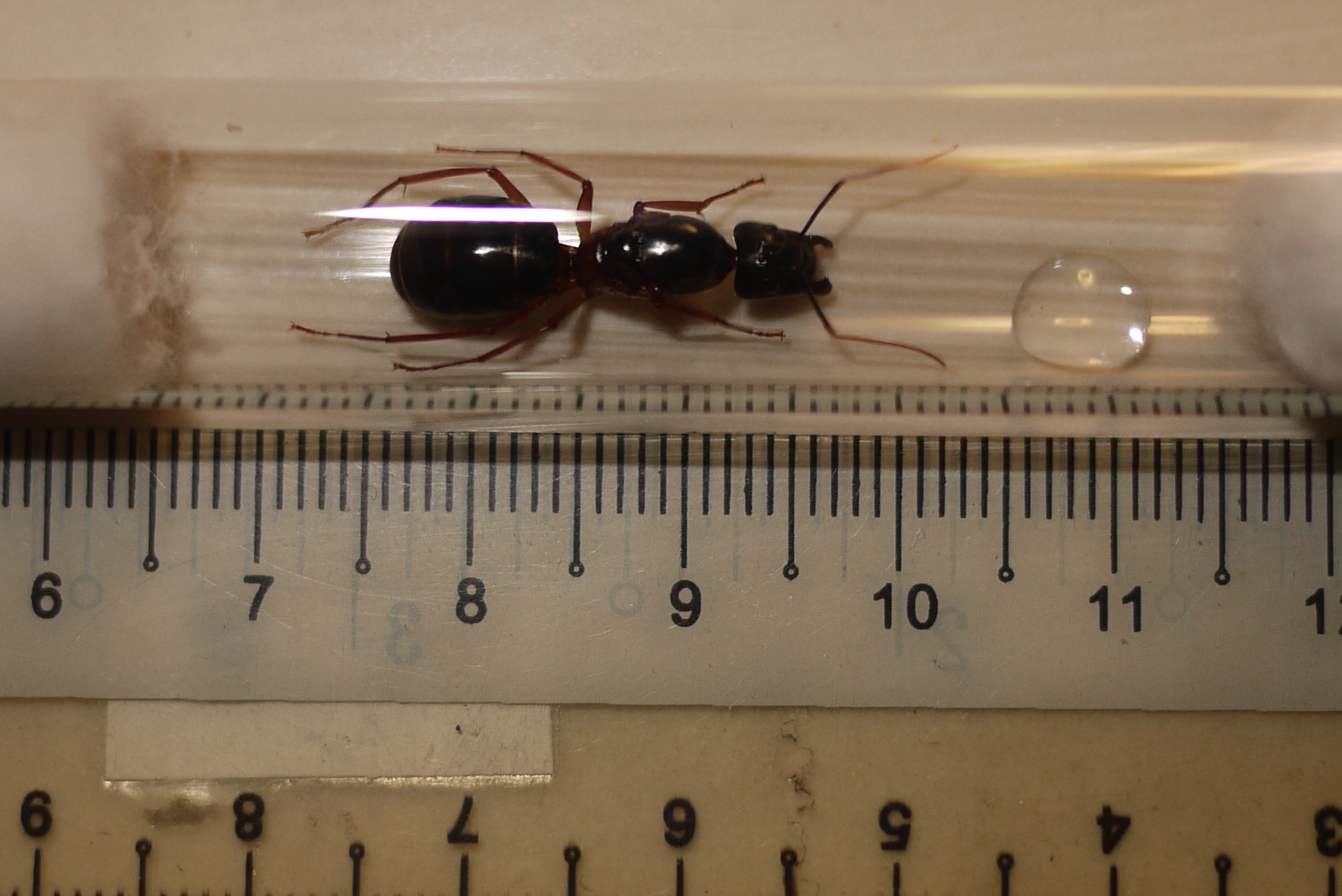 Unexpected Ants Discovered in Pahang's Jungle