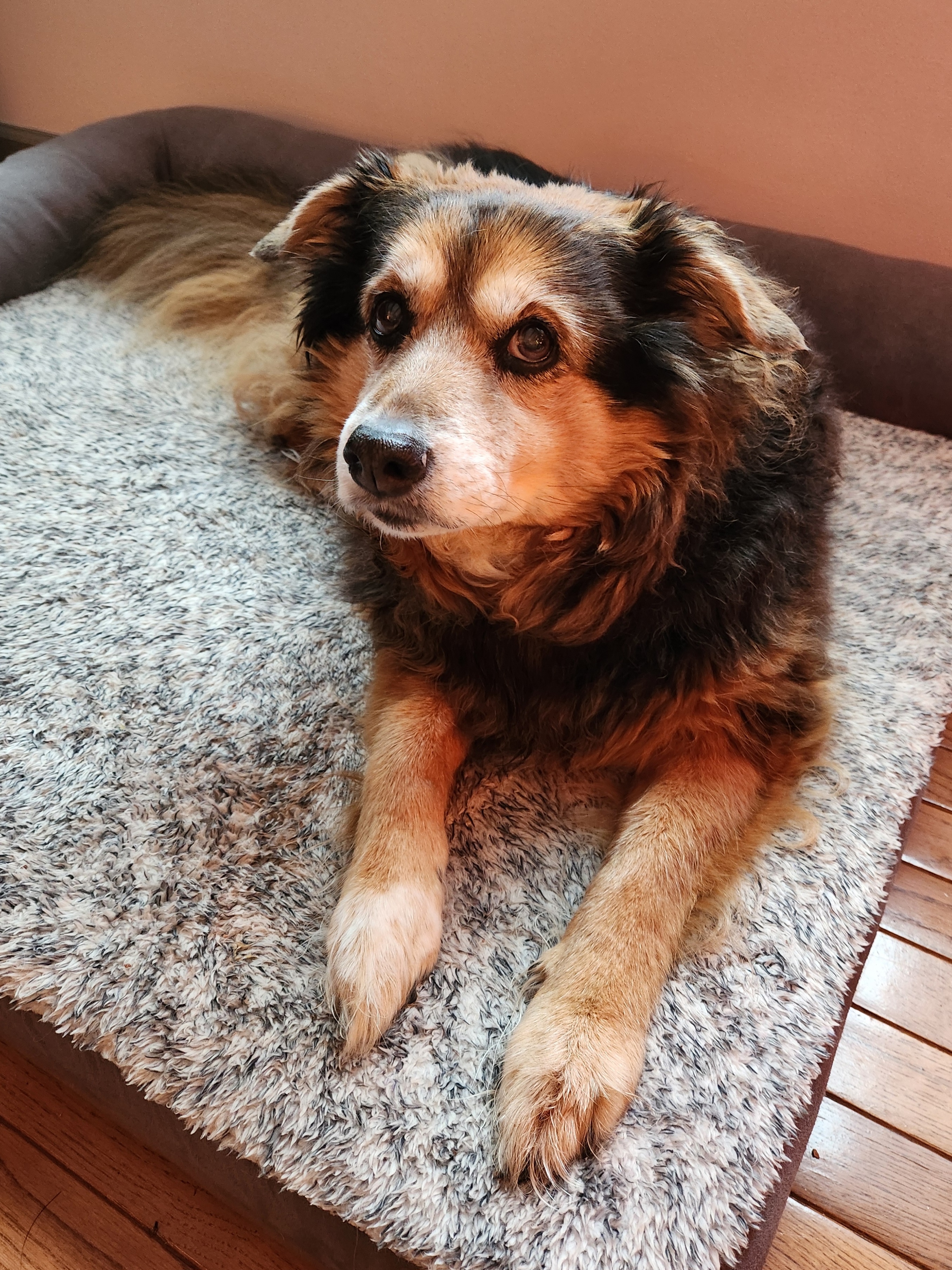 Daily Dose of Peanut the Dog - Day 1594