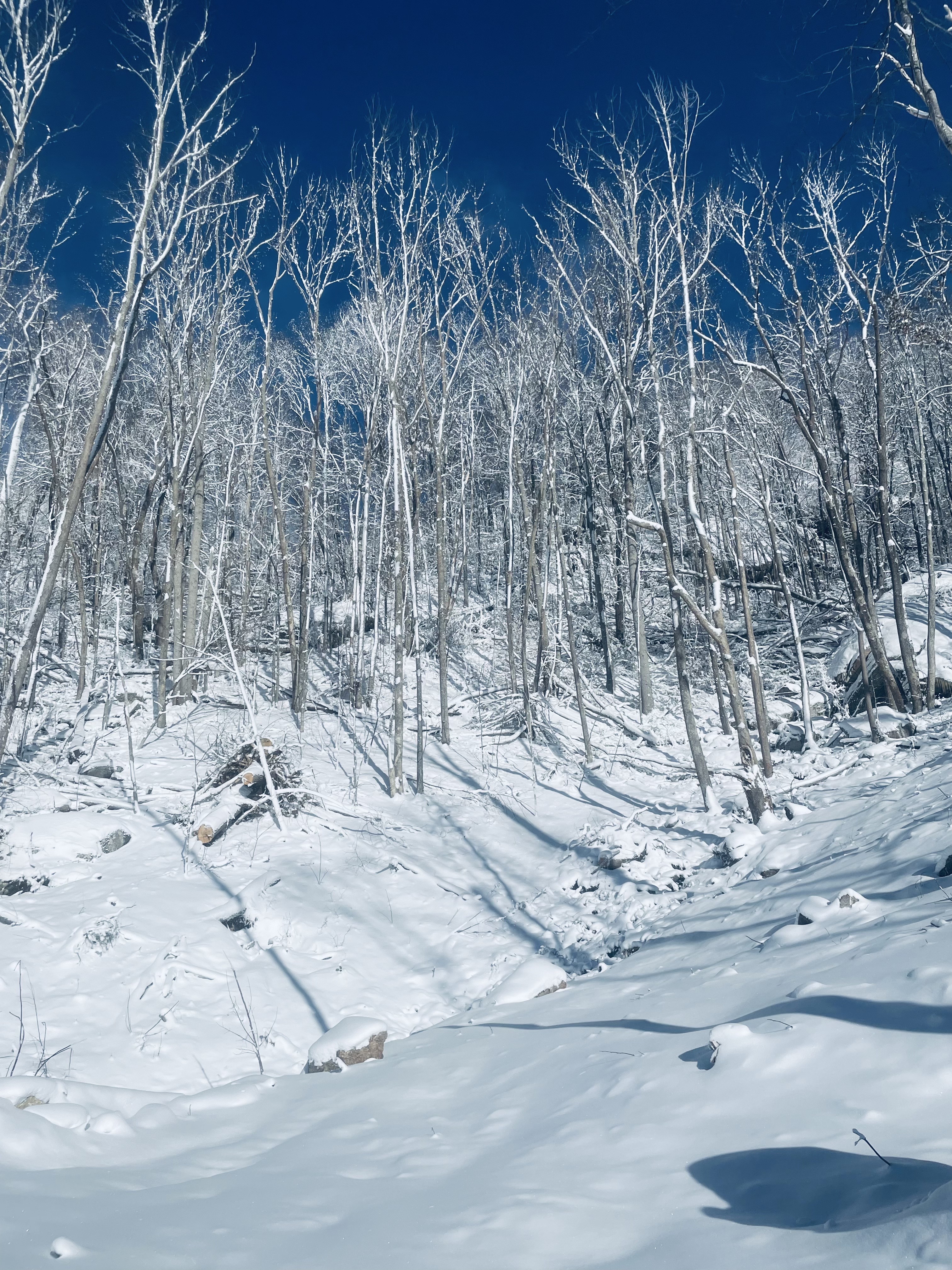 Enchanting Snowy Winter Forest Scene