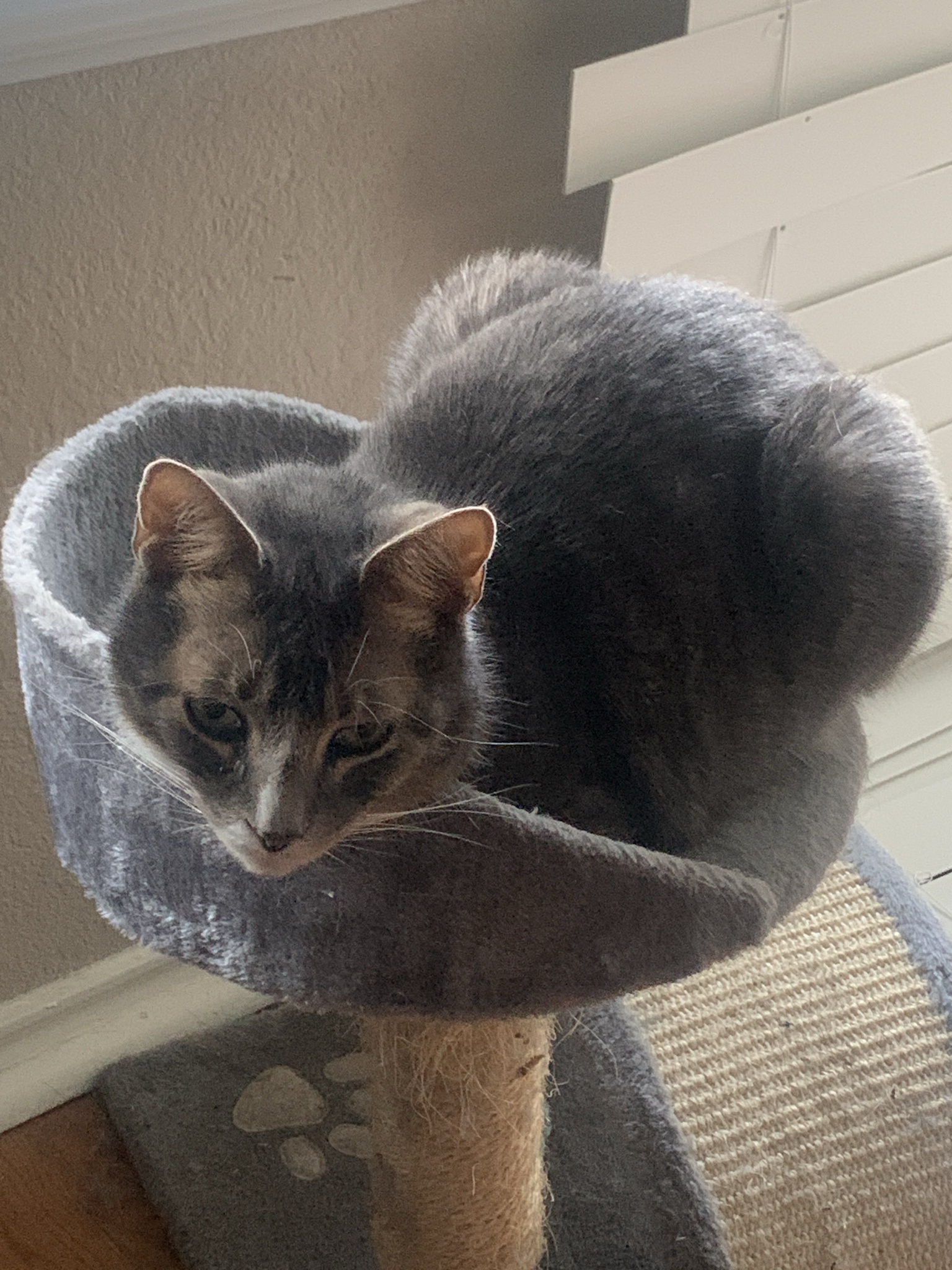 My Precious Boy on His Majestic Tower