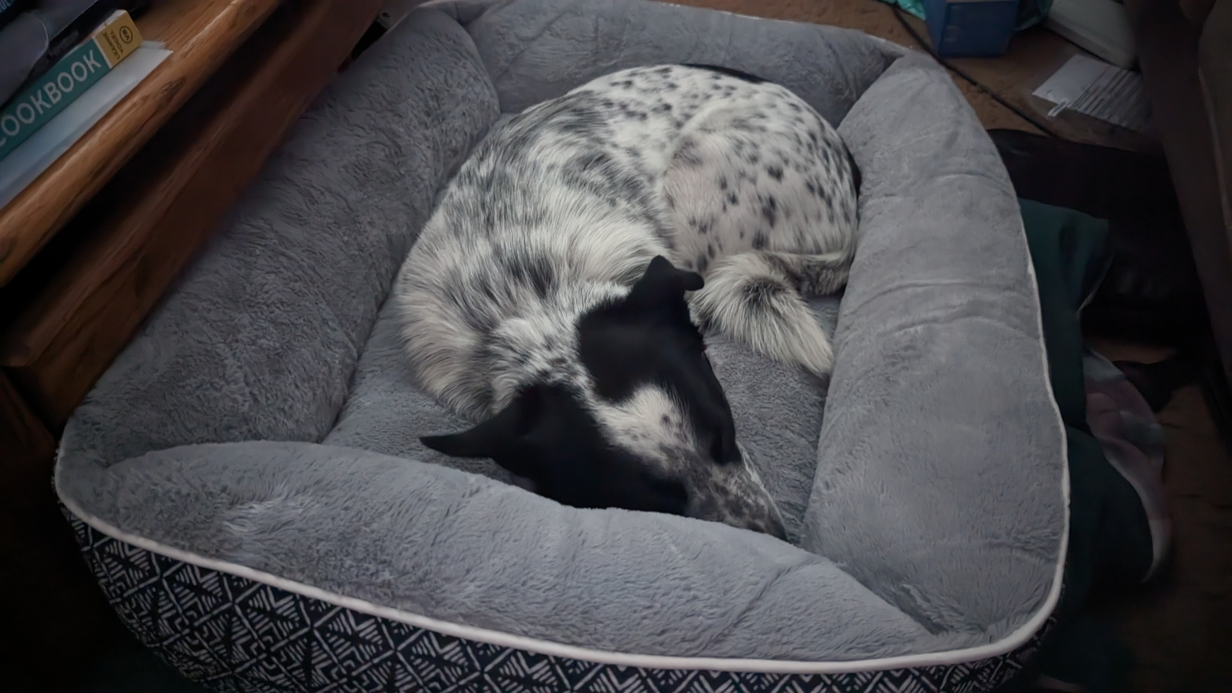 Adorable Sleepy Puppy Moments