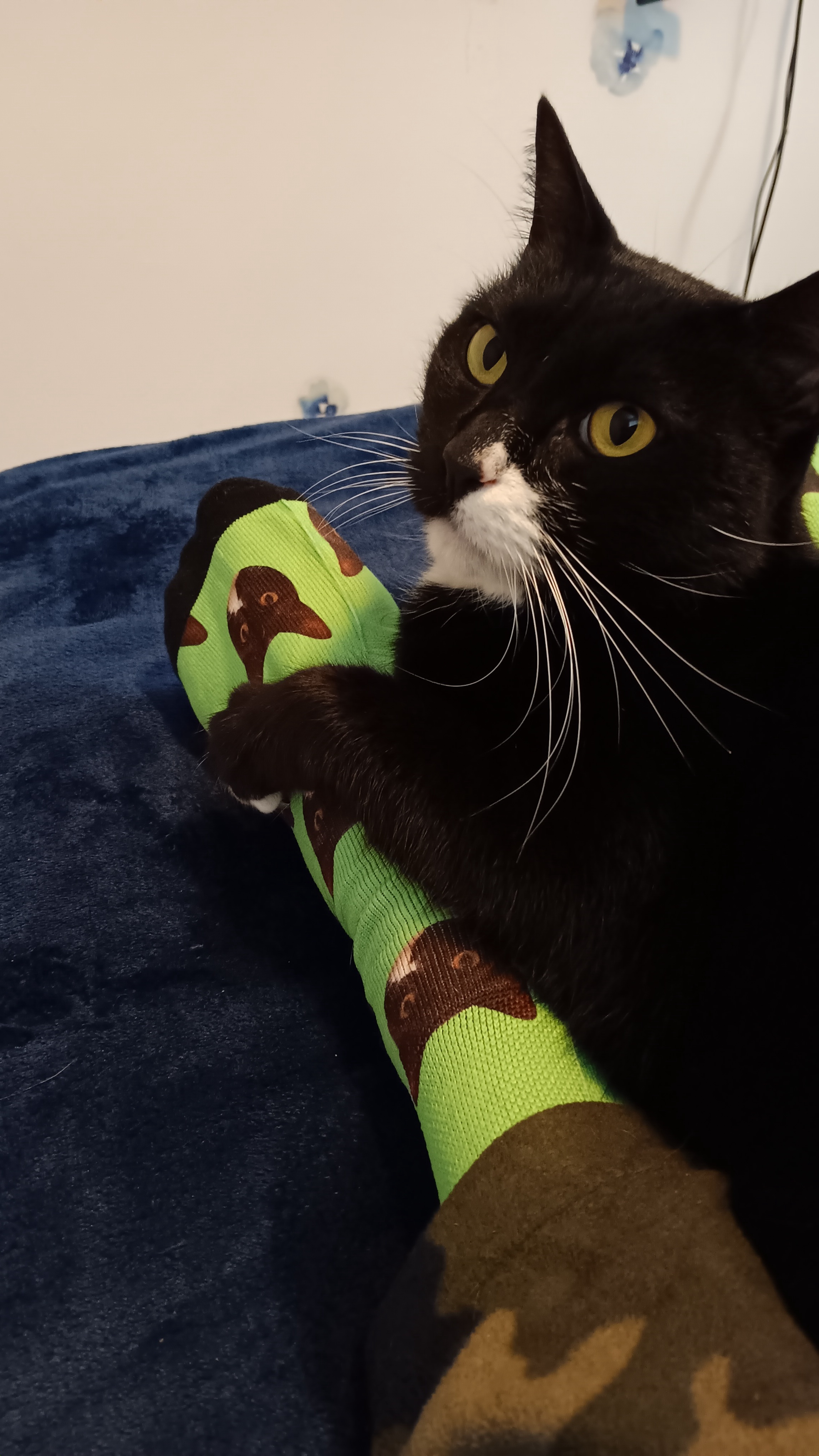 Adorable Cat Socks Alert!