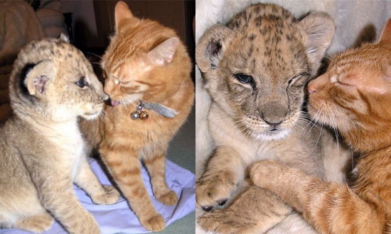 Meet Babycat and Babybigcat: The Cutest Duo