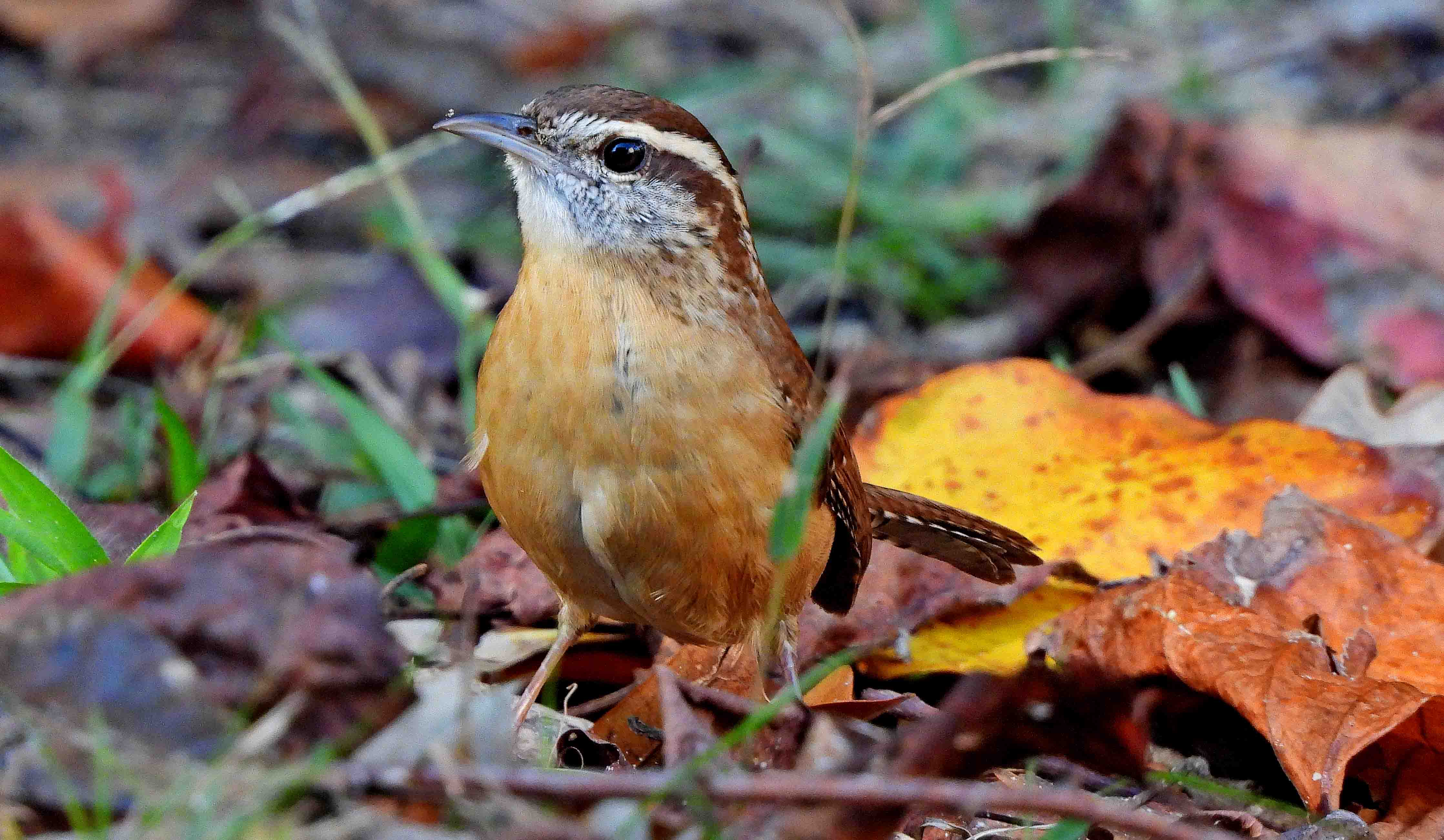 Meet the Diverse Birdlife of South Carolina: A Feathered Showcase
