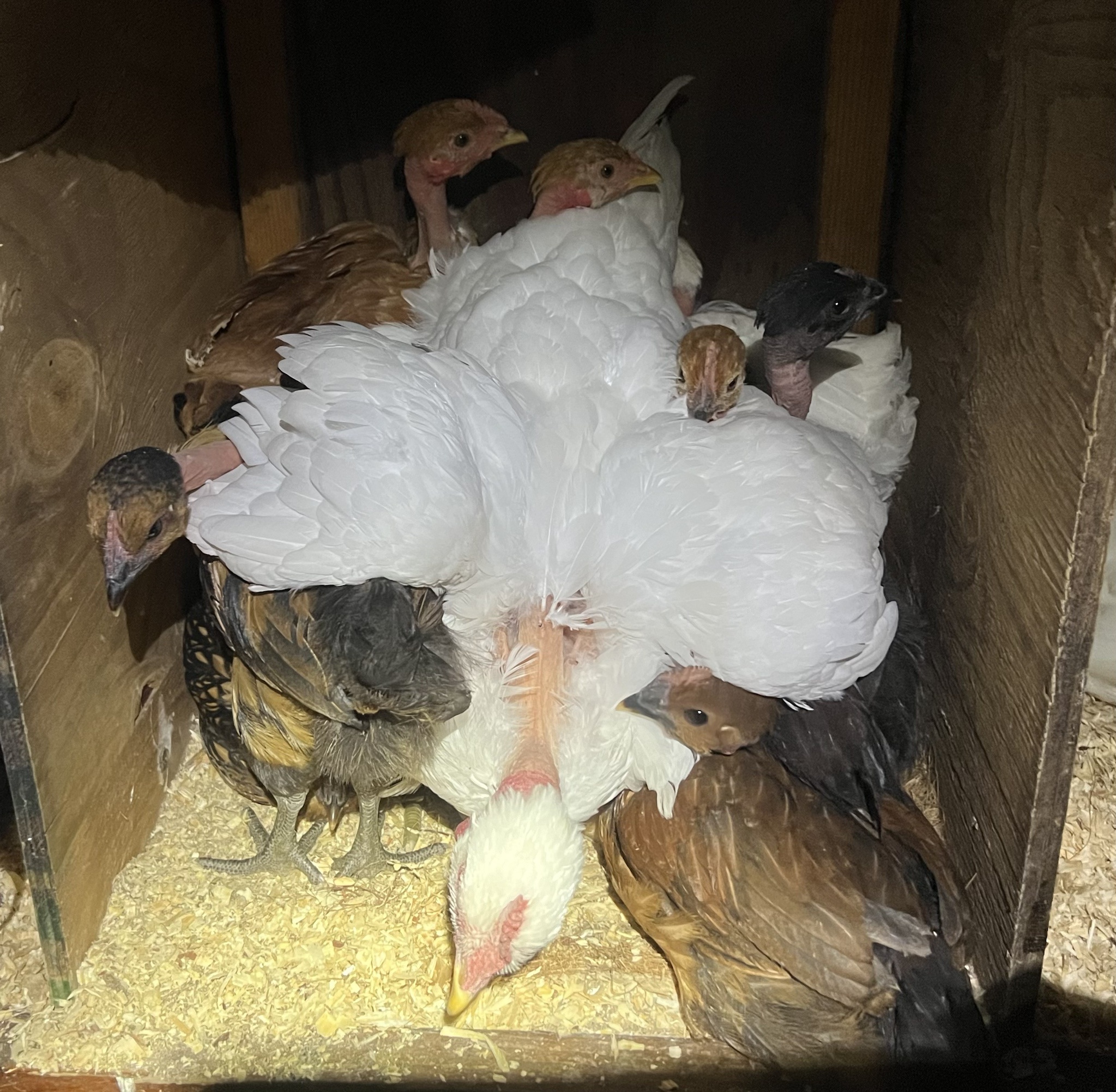 These Chicks Are Growing Up Fast!