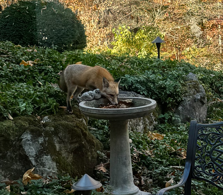 My friends welcomed a surprise visitor during the dry spell
