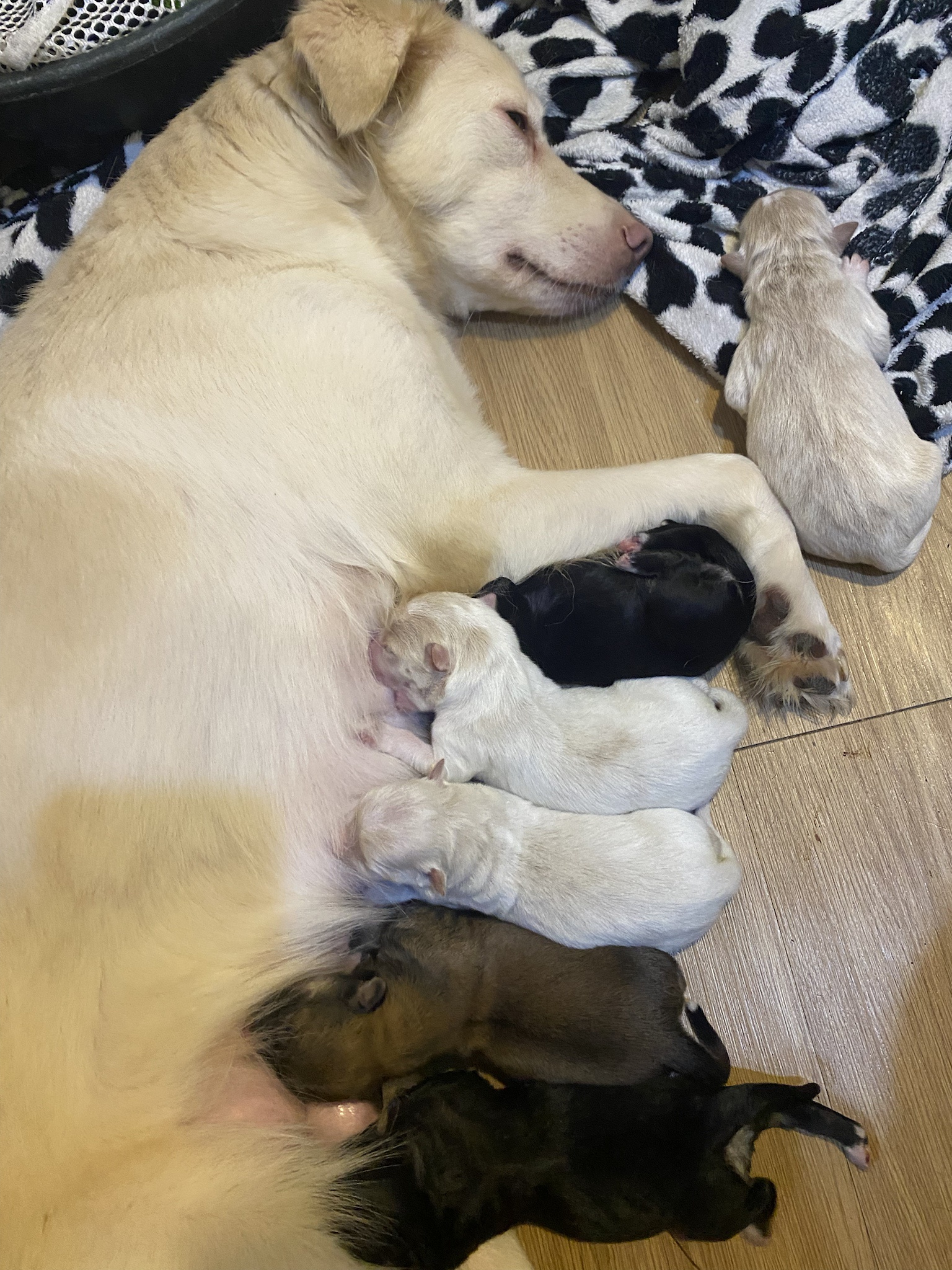 Adorable Newborn Puppies Ready to Steal Your Heart