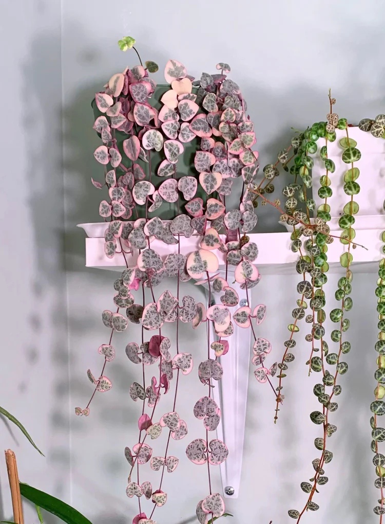 Stunning Variegated String of Hearts: Nature's Colorful Beauty
