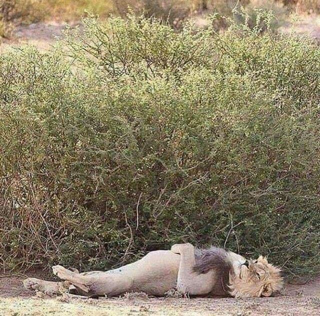 You Hunt Your Way: This Lion Knows How to Survive