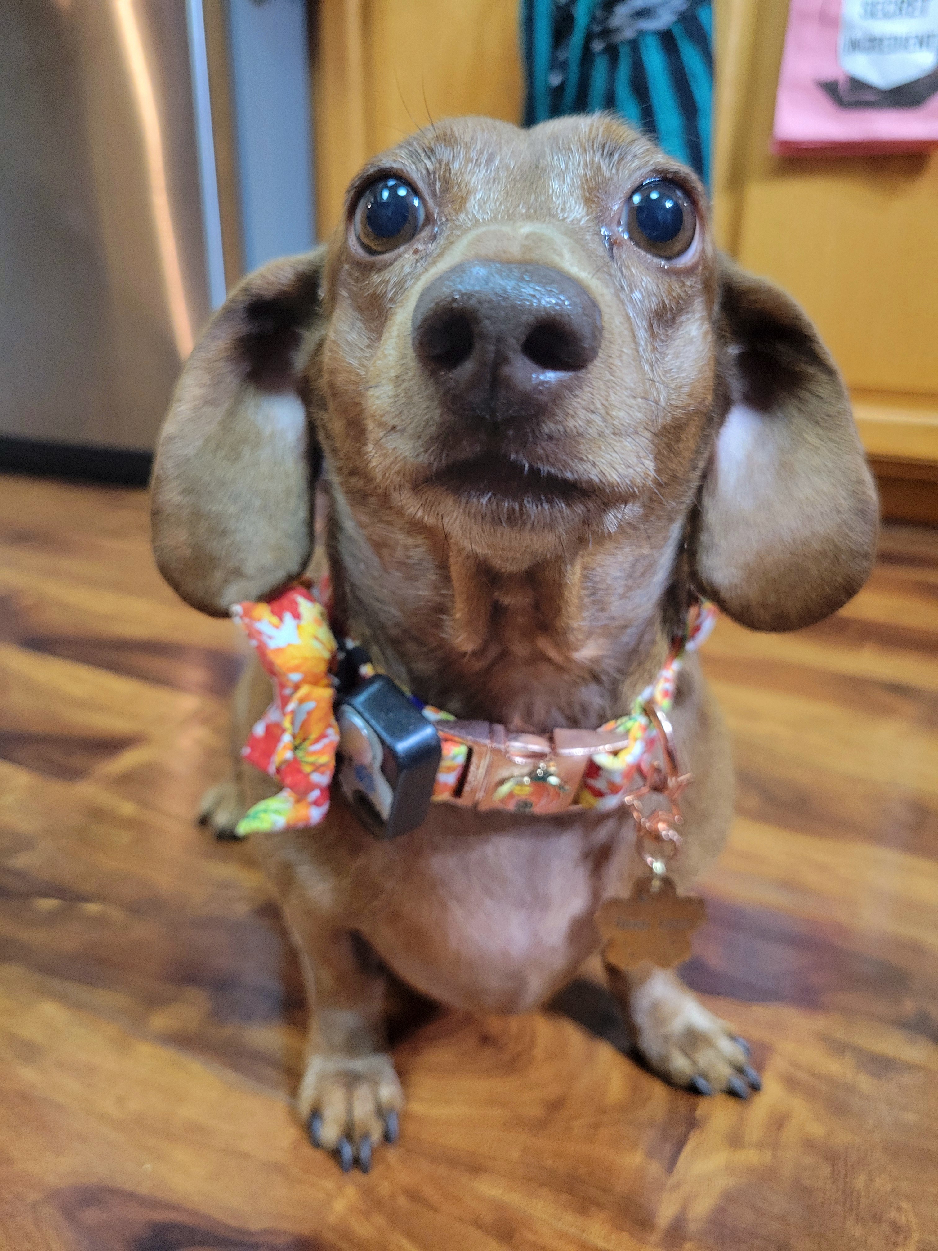 Meet My Adorable Pup Tiger Lilly #691 in This Cute Snapshot