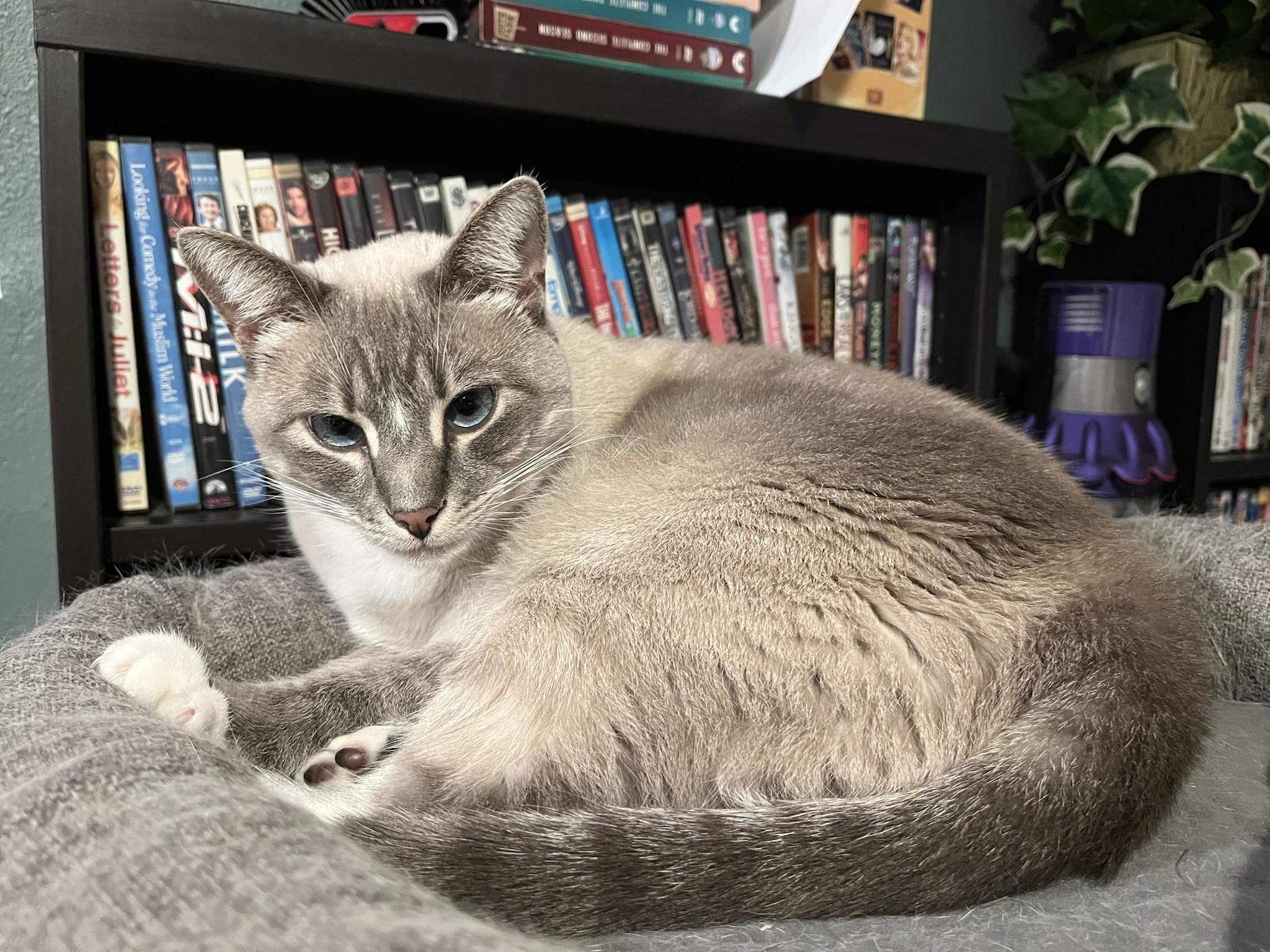 Daily Dose of Ivy: Cat Chronicles Day 348
