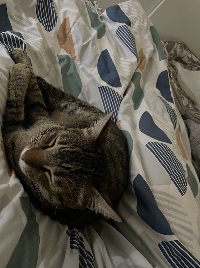 The Adorable Cat Chronicles