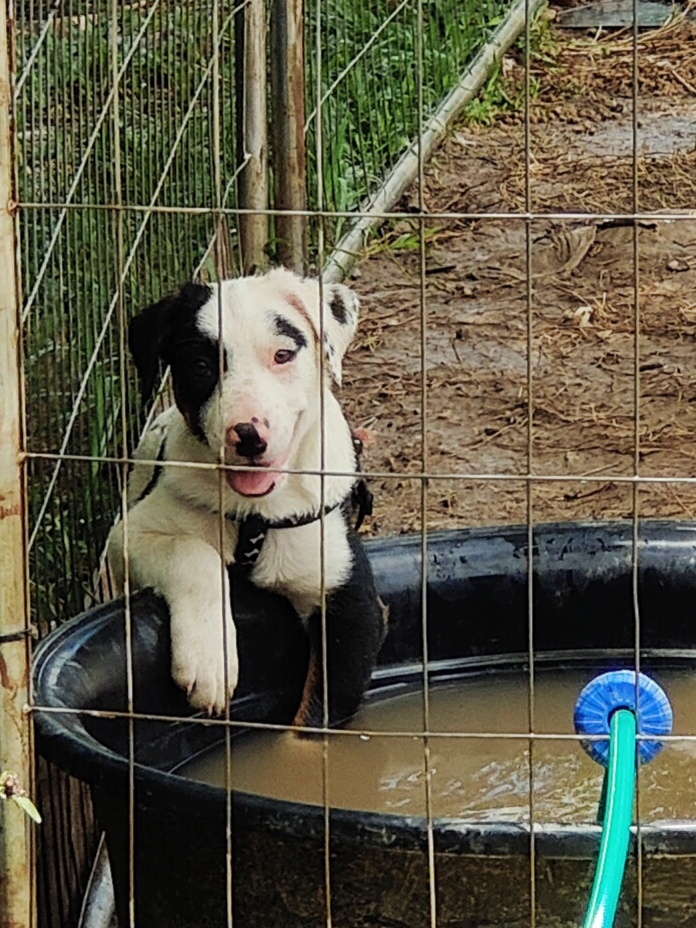 Meet the Adorable Border Collie-Kelpie Carrot Hybrid