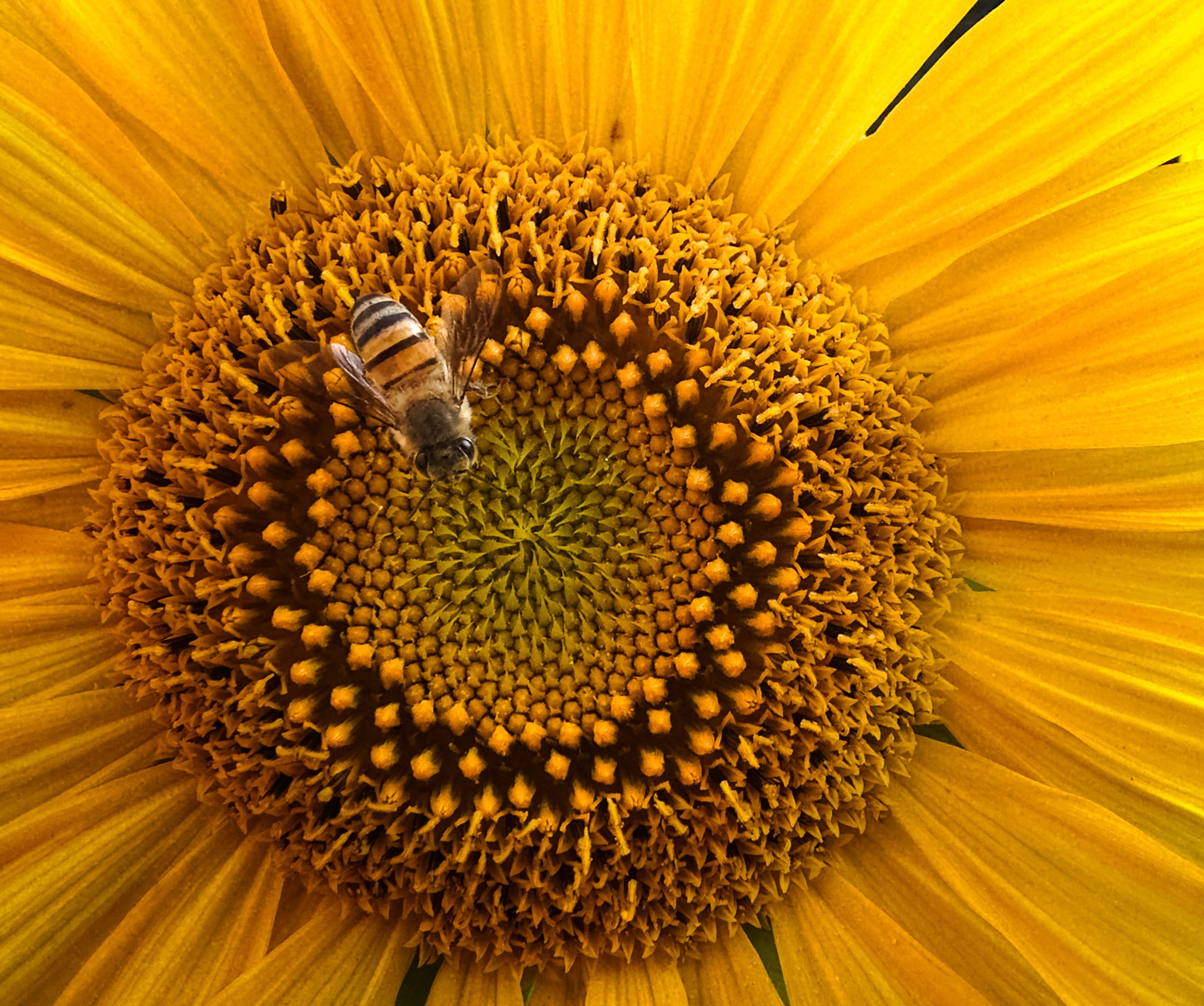 I Captured This Incredible Moment of a Bee in Action!