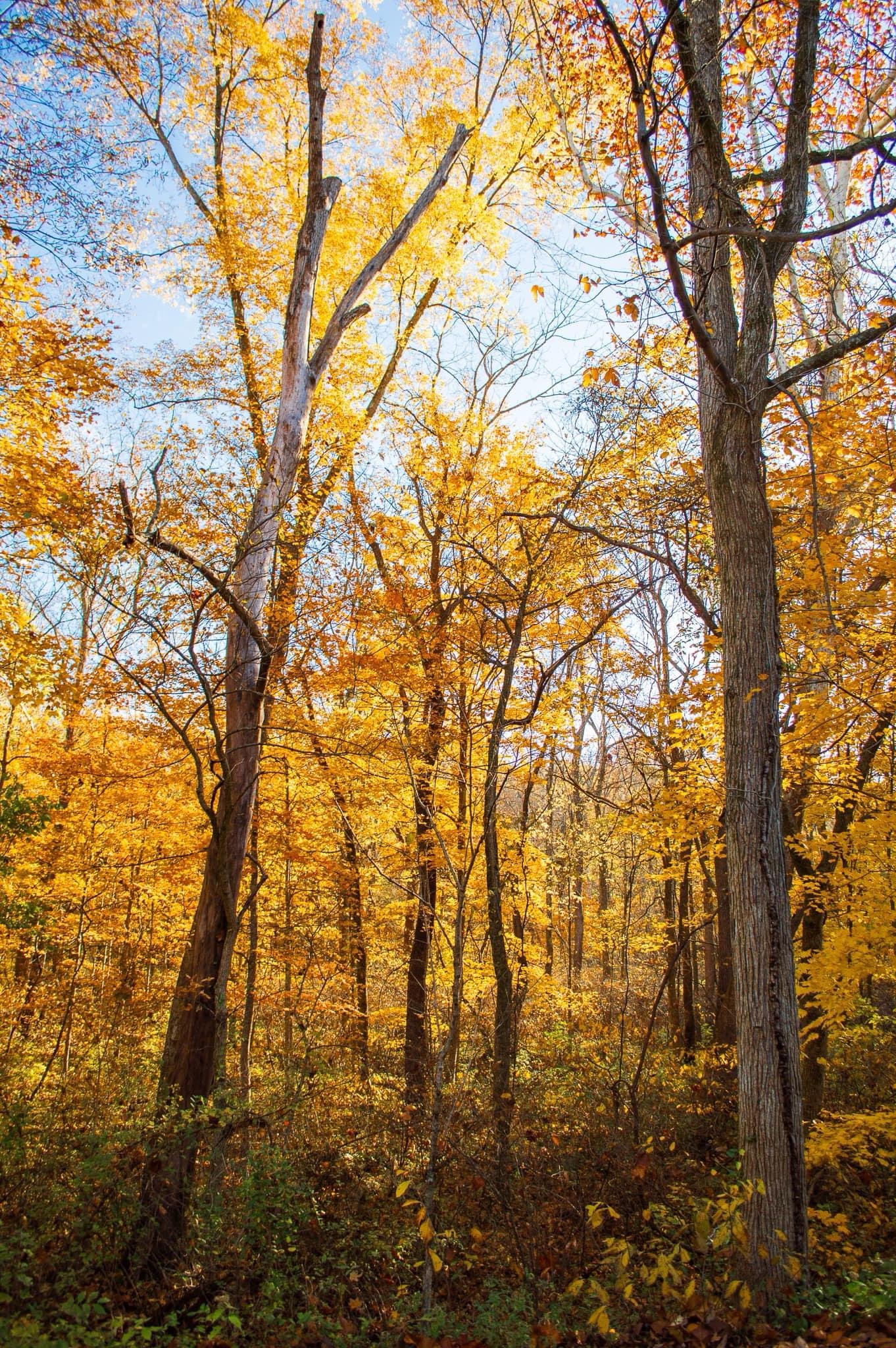 Celebrating the Splendor of Autumn Again