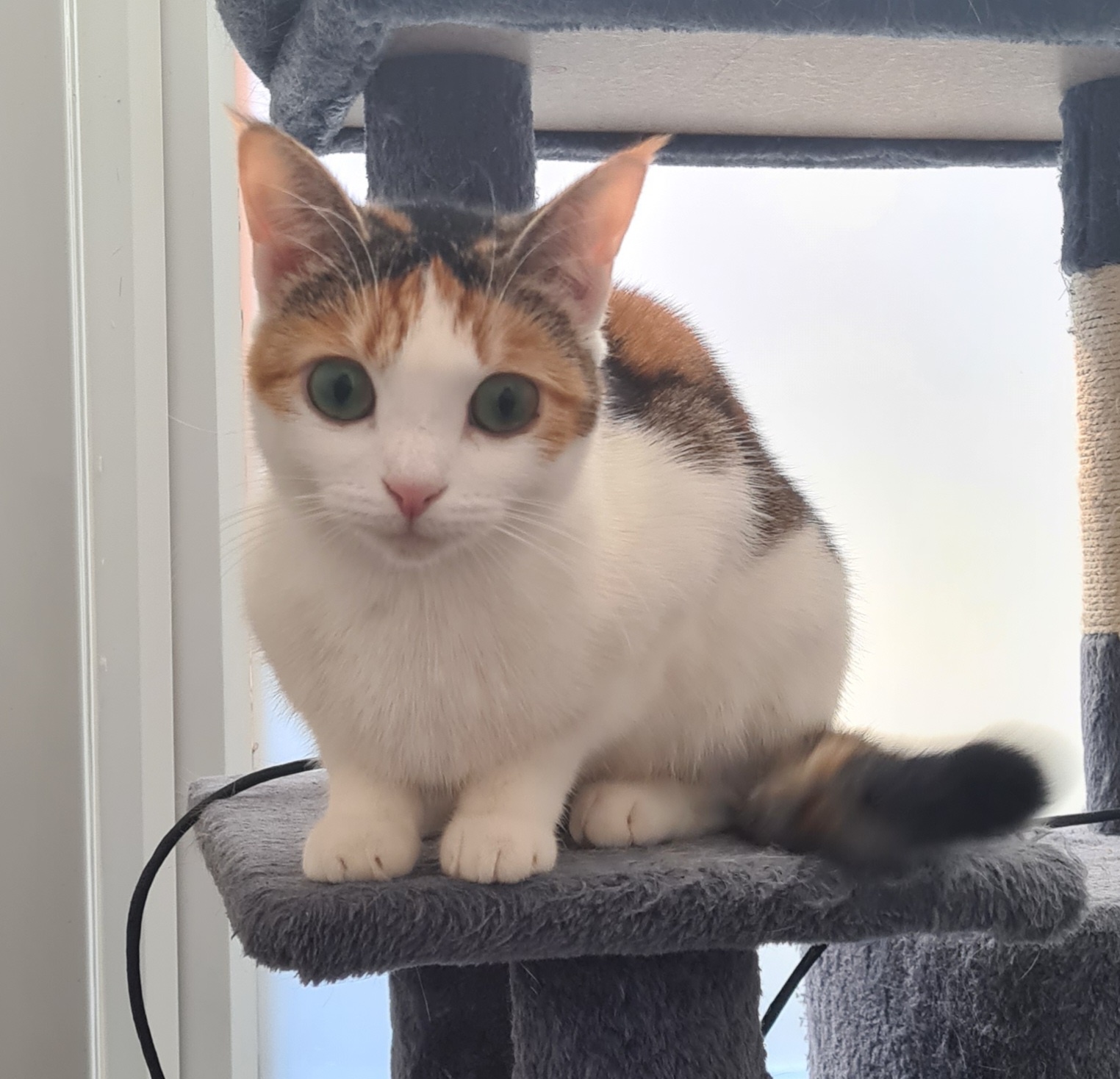A Little Mischief: Meet Miss Chief!