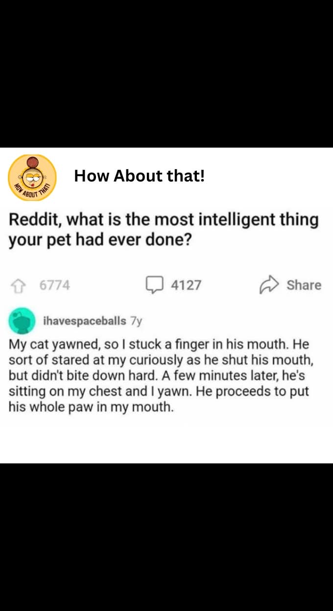 Cats: The Clever Creatures