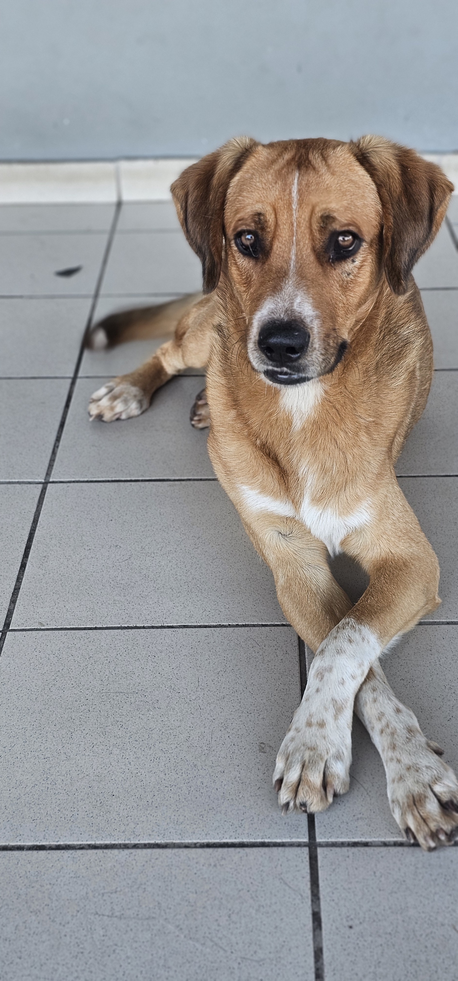 Adorable Doggos of Greece in 2024