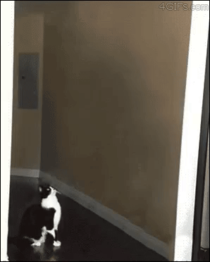 The ultimate cat saucer moment