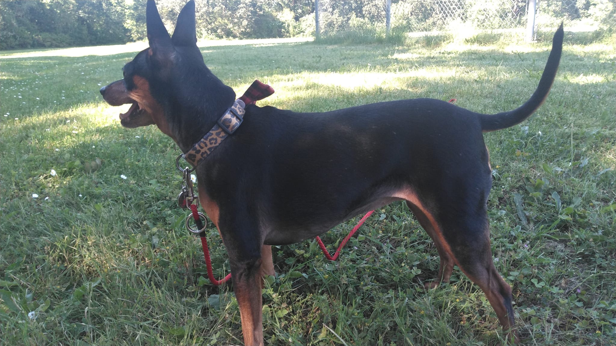Meet Sasha, the Adorable Miniature Pinscher
