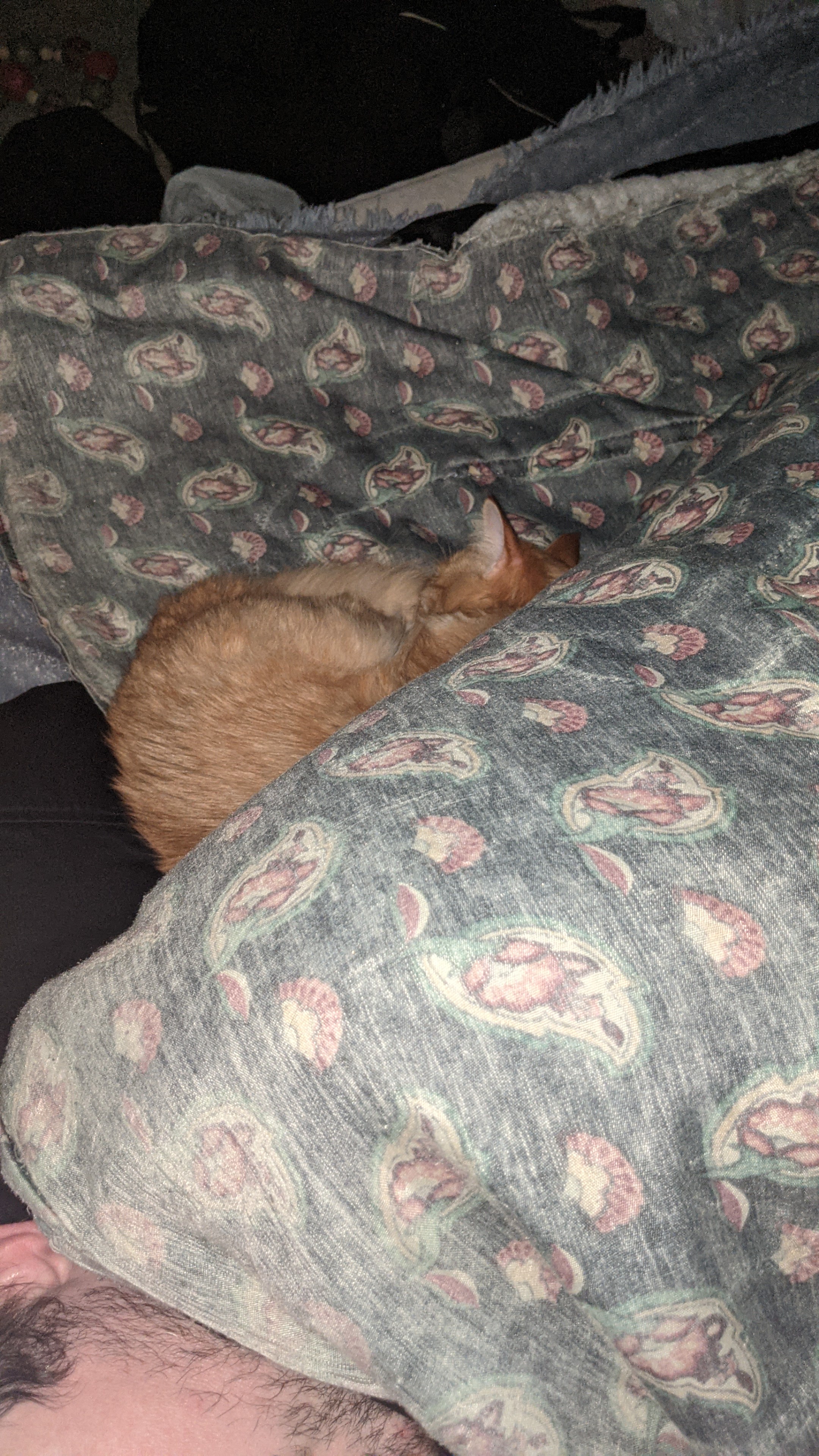 Bedfellows: An Unexpected Pairing