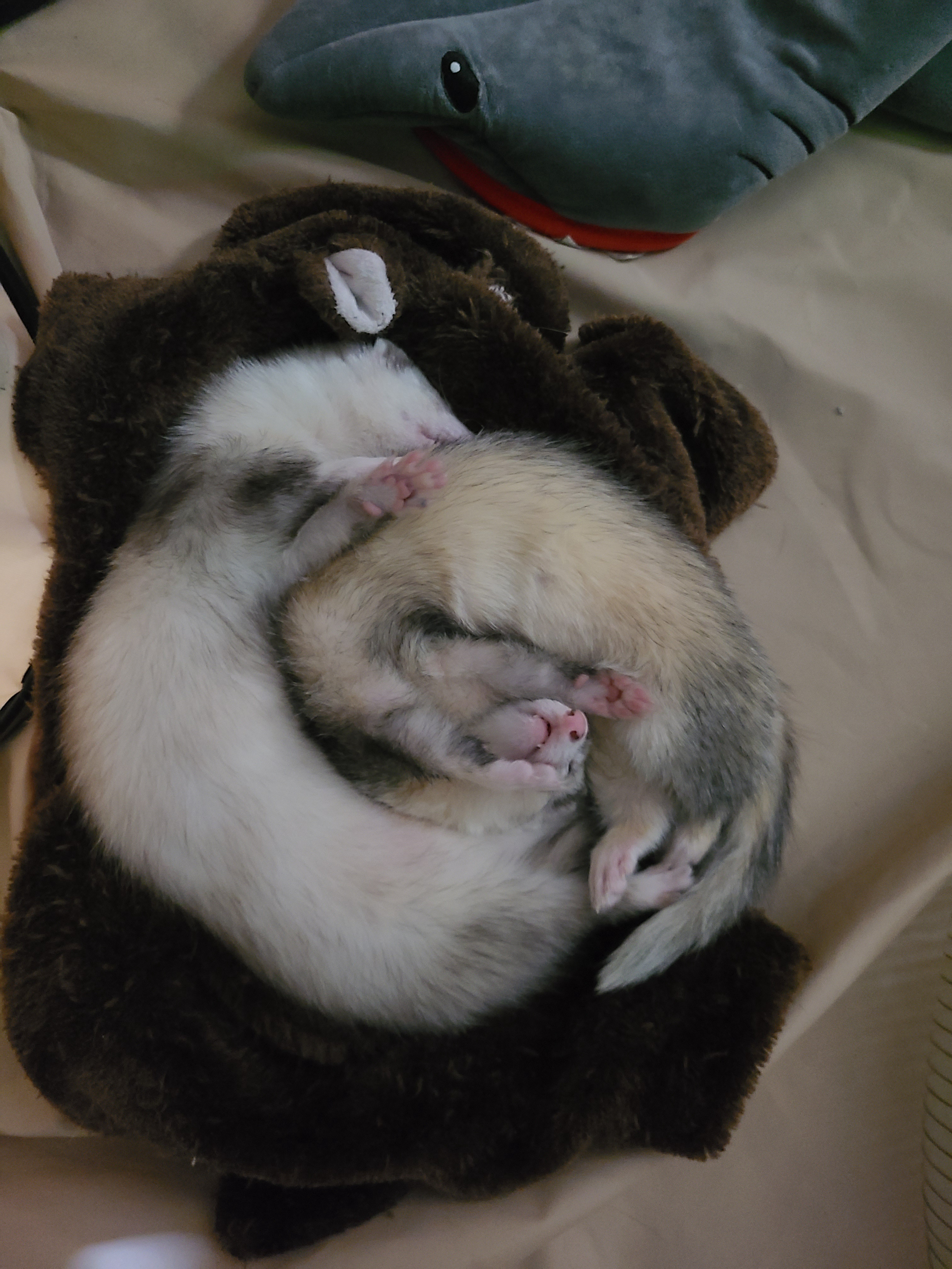 Meet our beloved ferret duo, Garrett and Gordon!