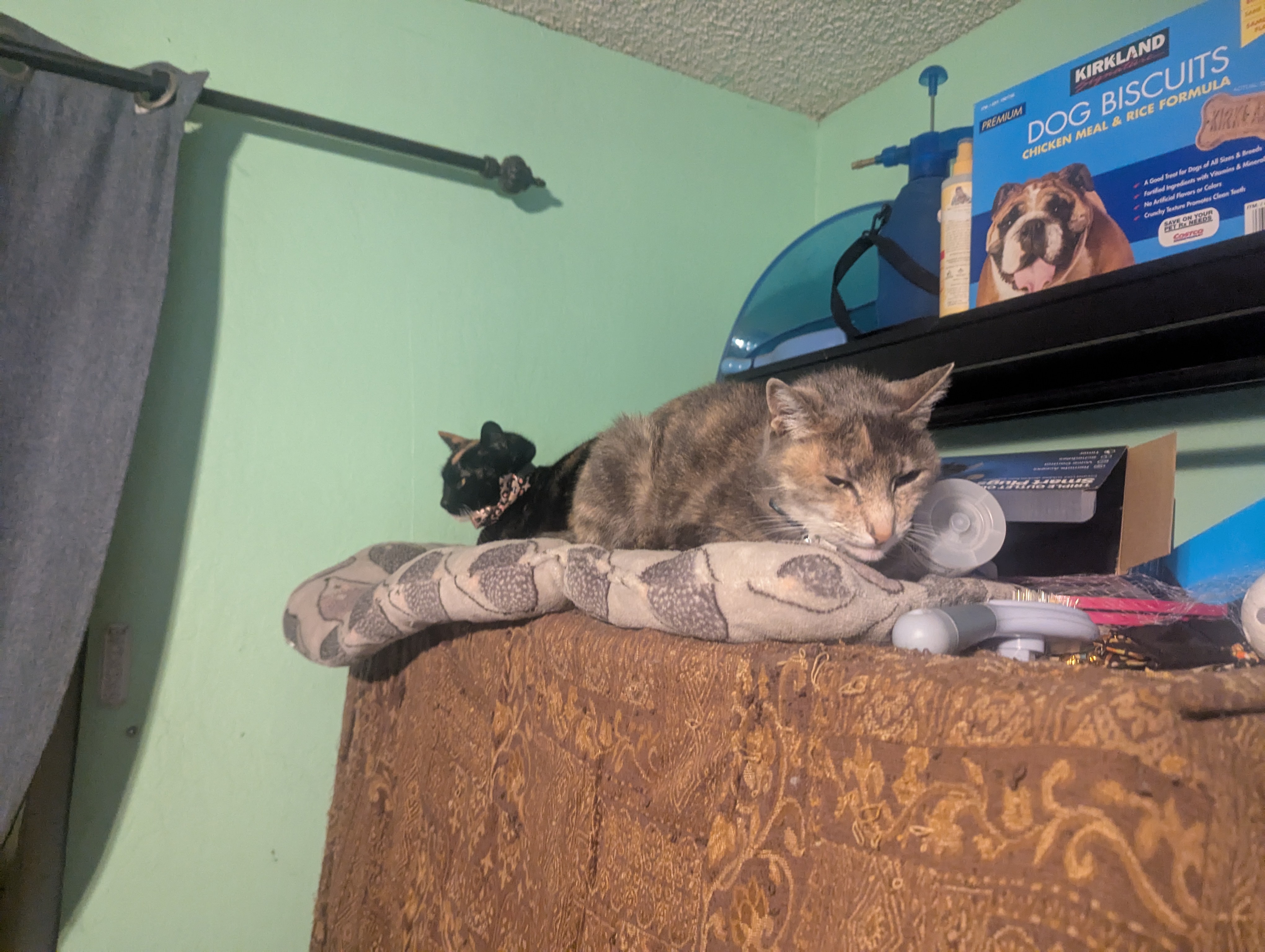 Adorable Kitties Taking Over the Internet