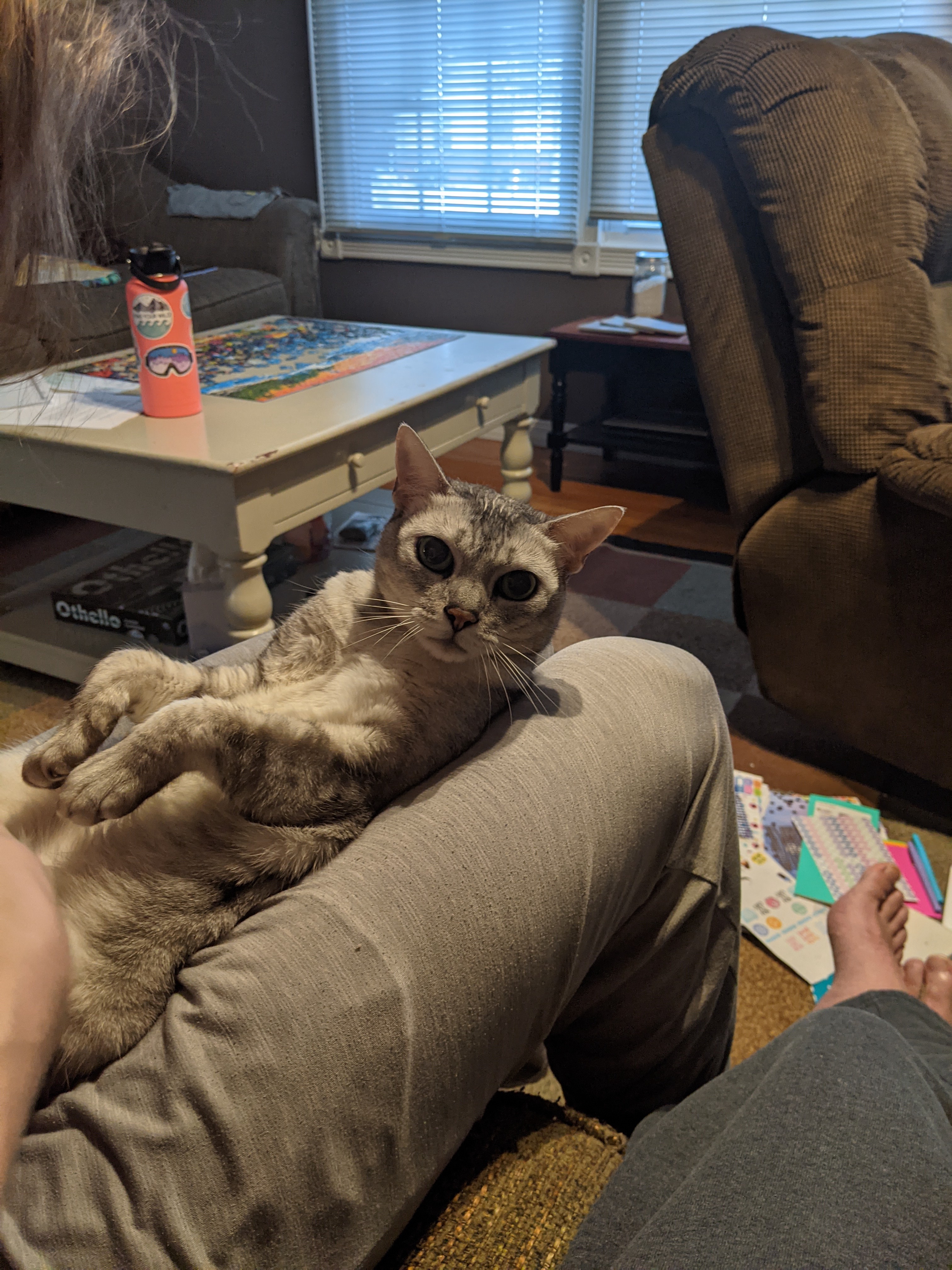 Cleo's adventure: The day she faced the nail clippers