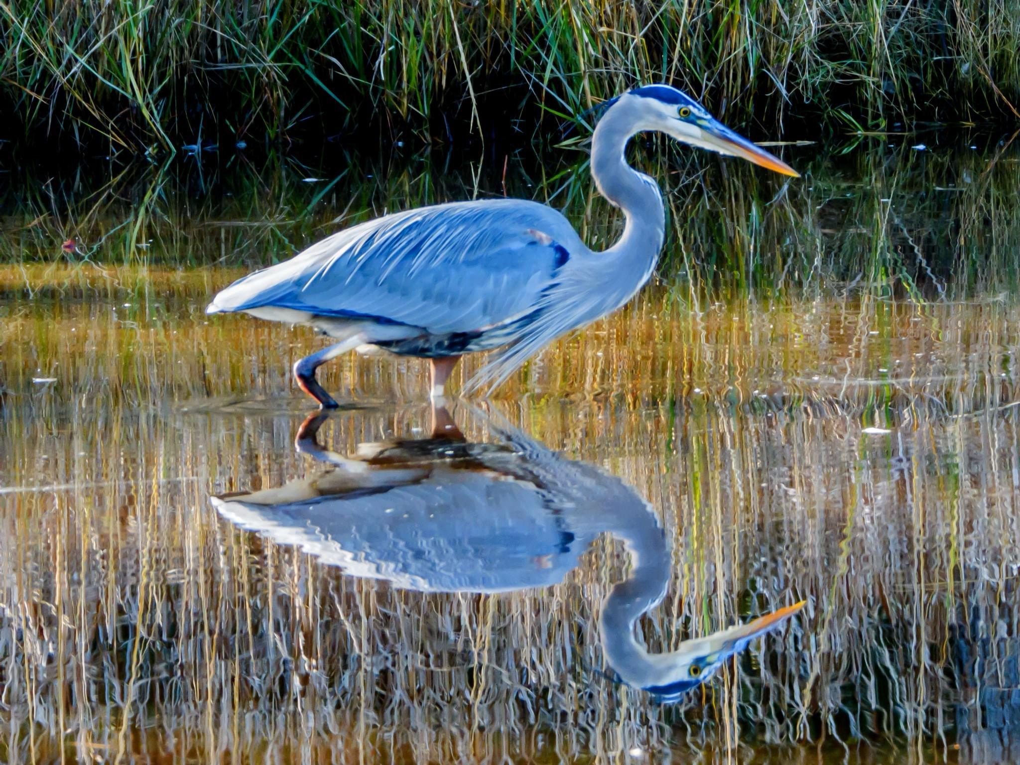 Majestic Heron in Action