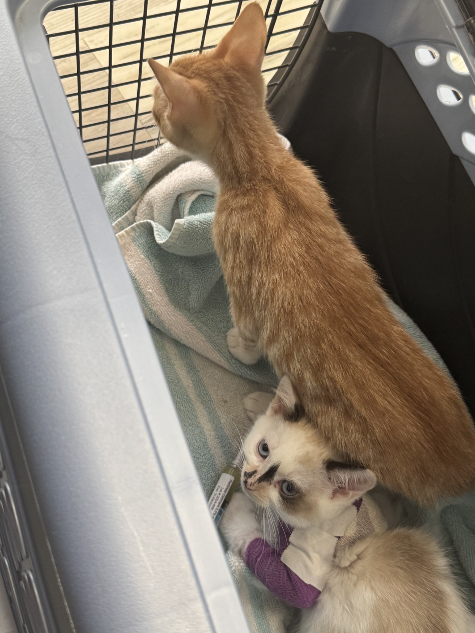 Pumpkin's Trip to the Vet: A Furry Adventure
