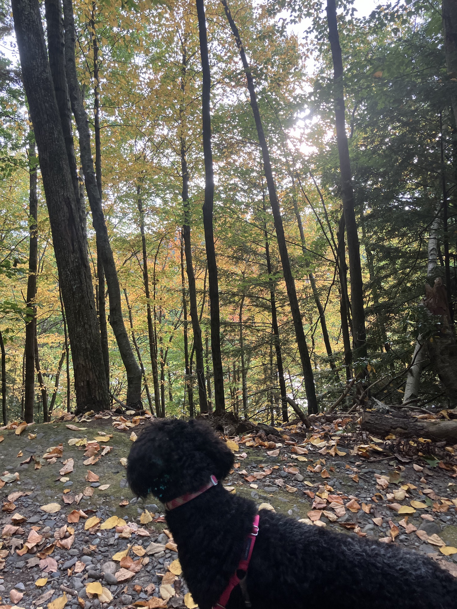 I have many hobbies, but hiking in the woods with my puppy is my favorite photo op!