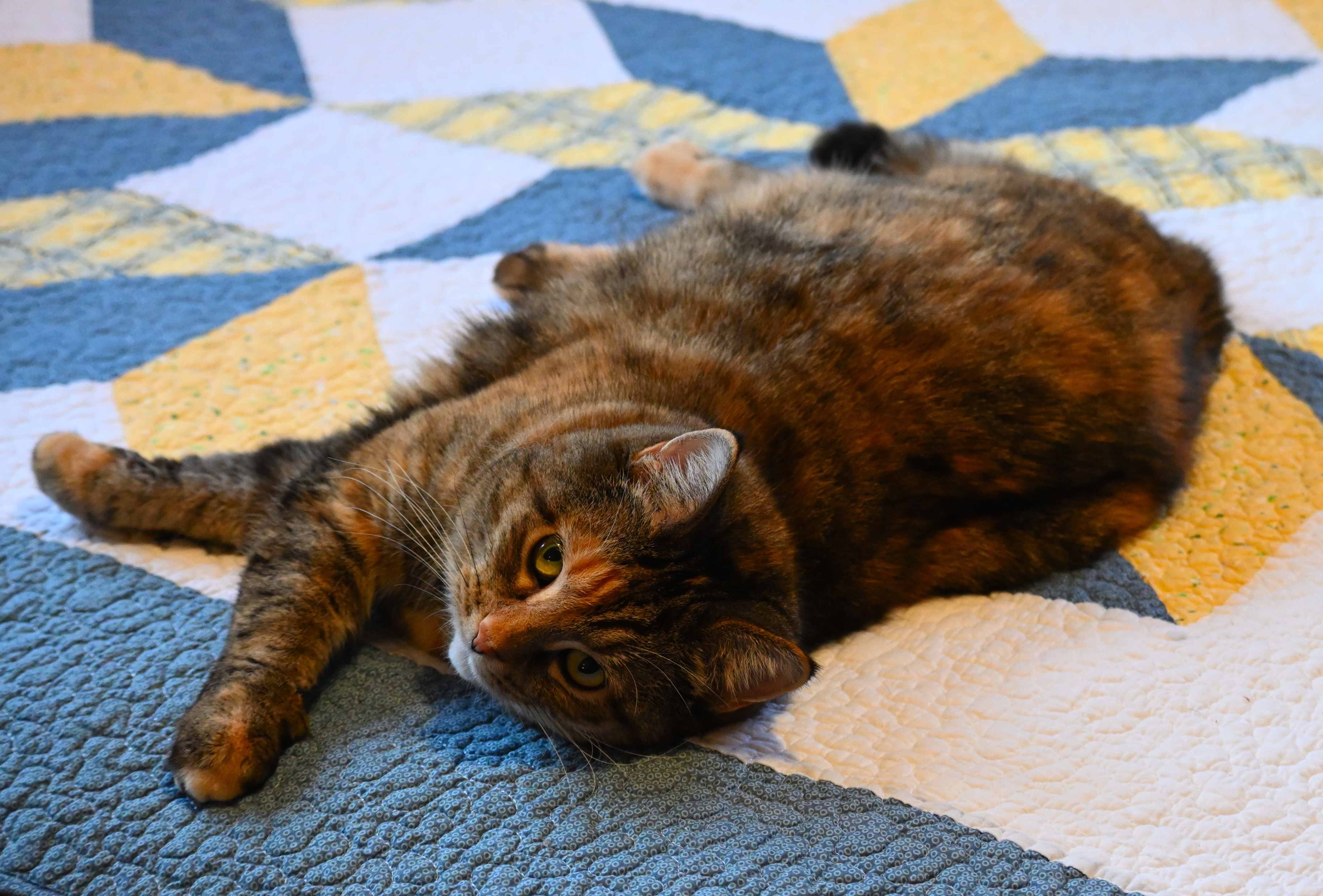 Meet Miss Kitty: The cutest feline around!