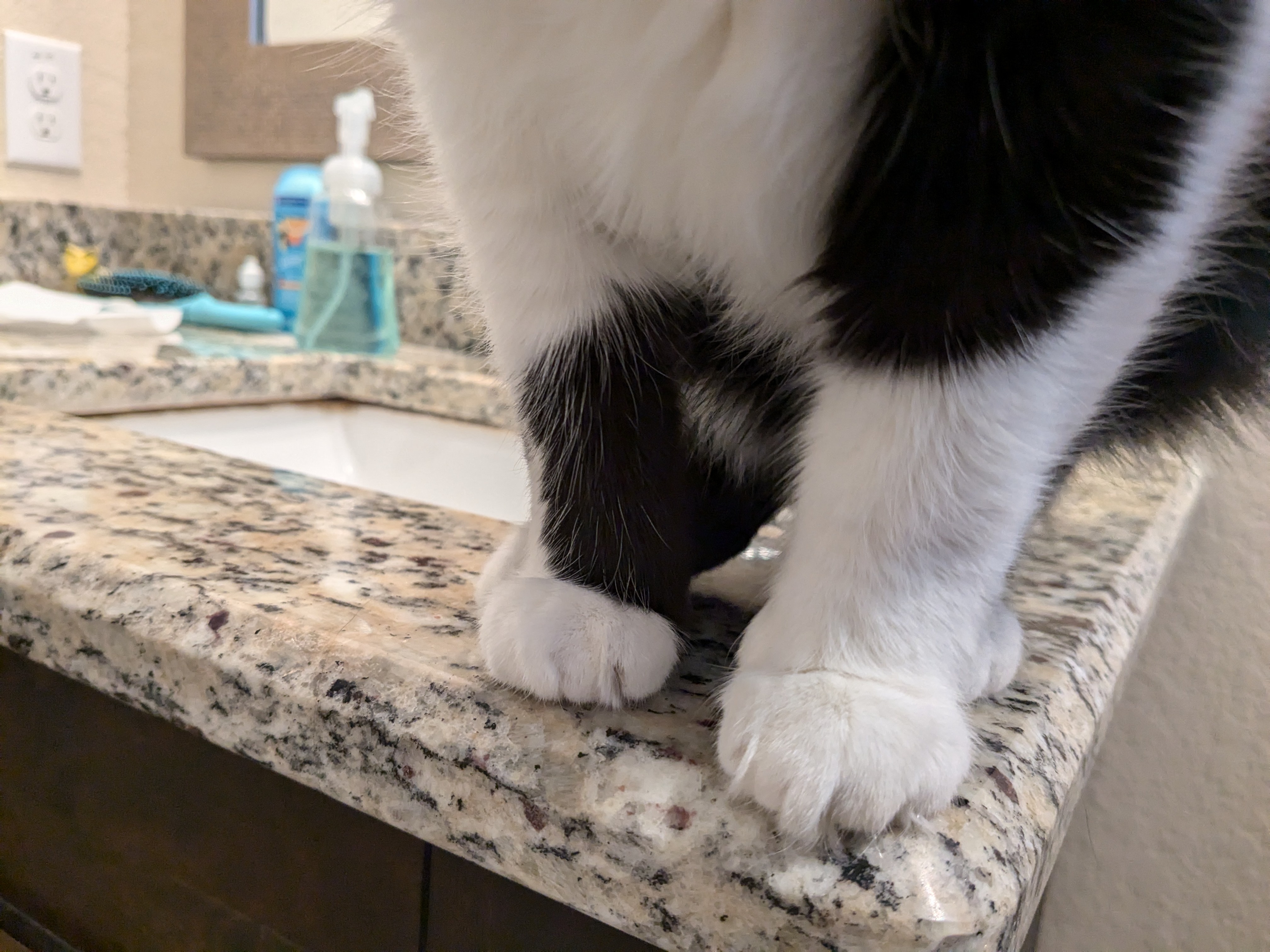 The Watchful Guardian of the Bathroom